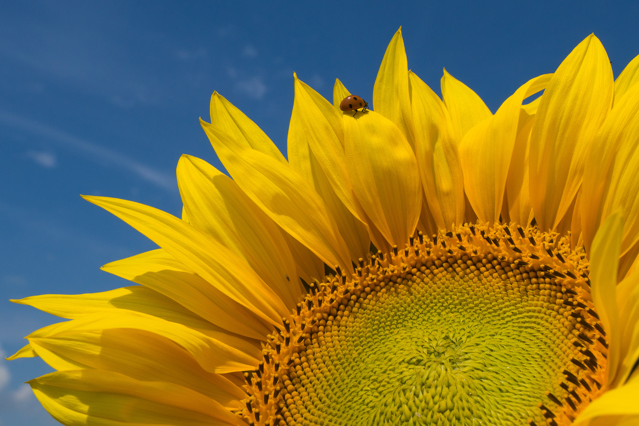 Sony Alpha a99 sample photo. Sunflower.  photography