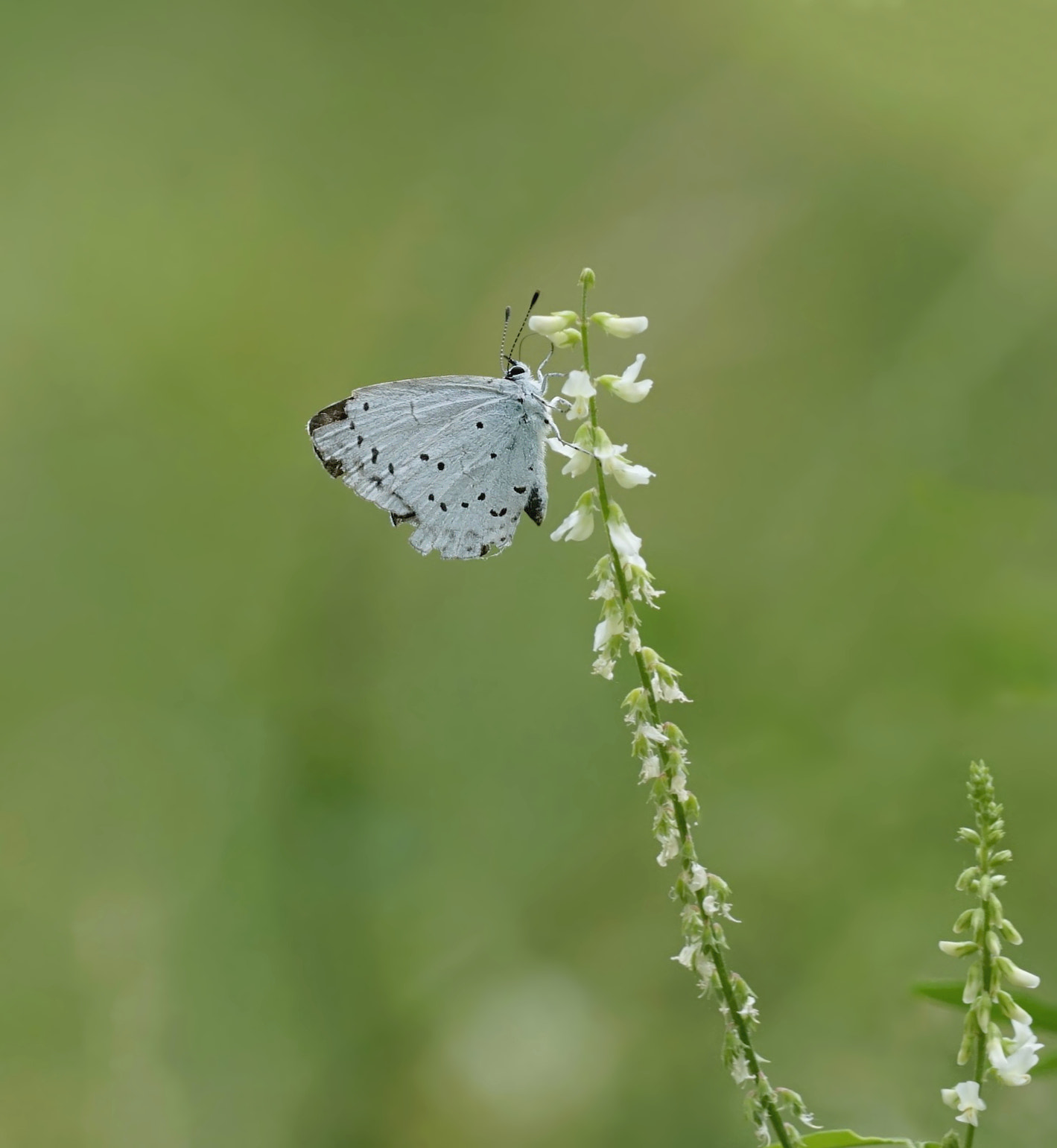 Sony a7 + Sony FE 24-240mm F3.5-6.3 OSS sample photo. Leptosia nina 1 photography