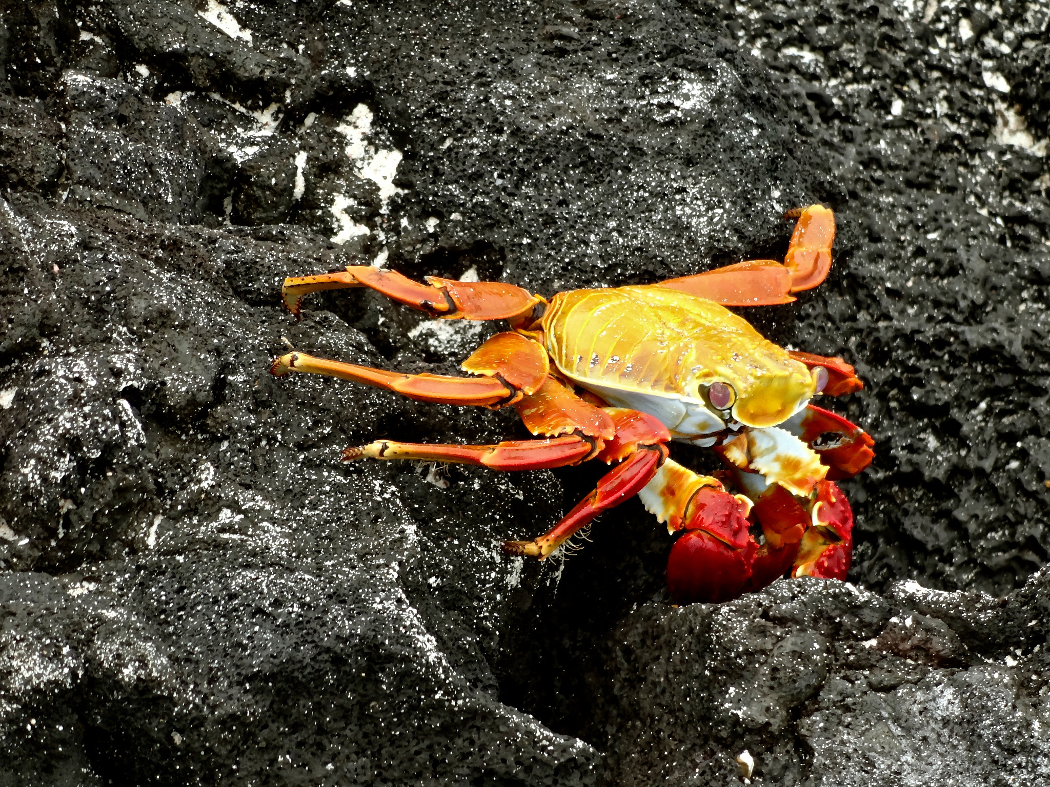 Sony DSC-WX100 sample photo. Crab photography