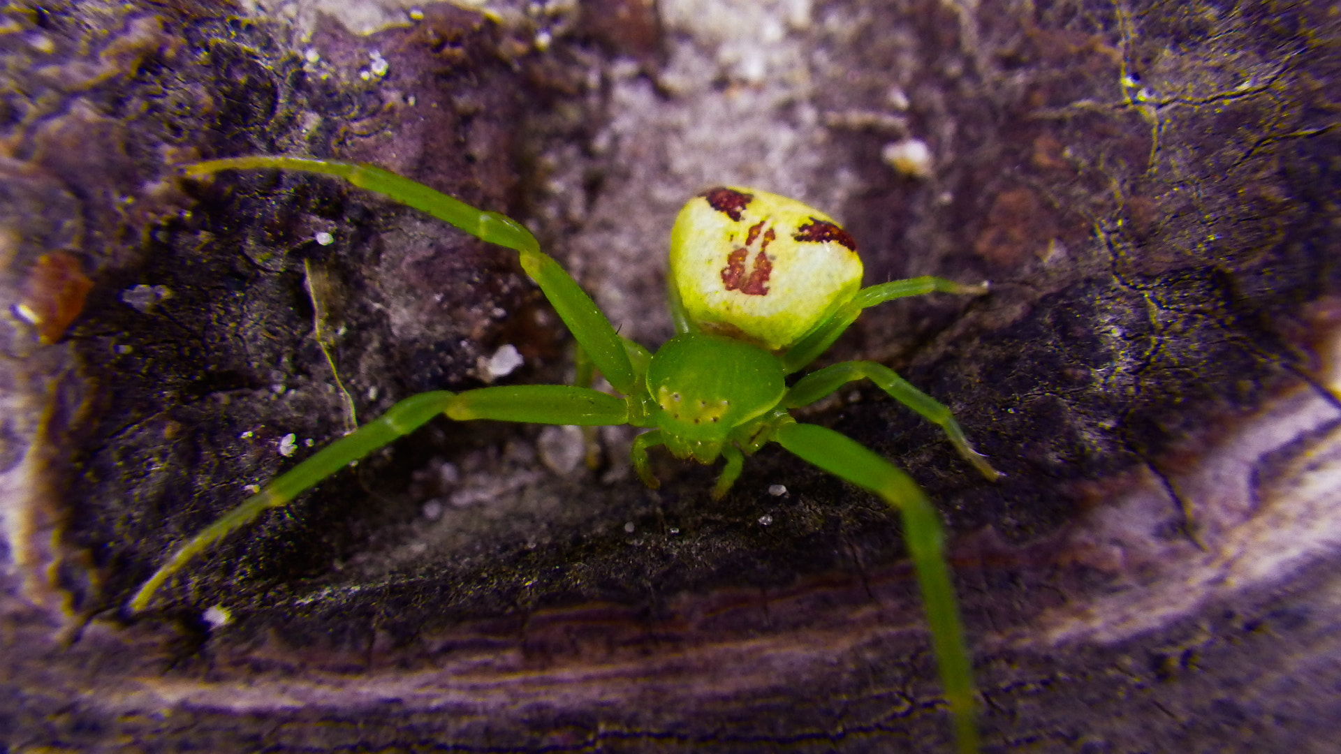 Pentax Optio WG-2 sample photo. Spider photography