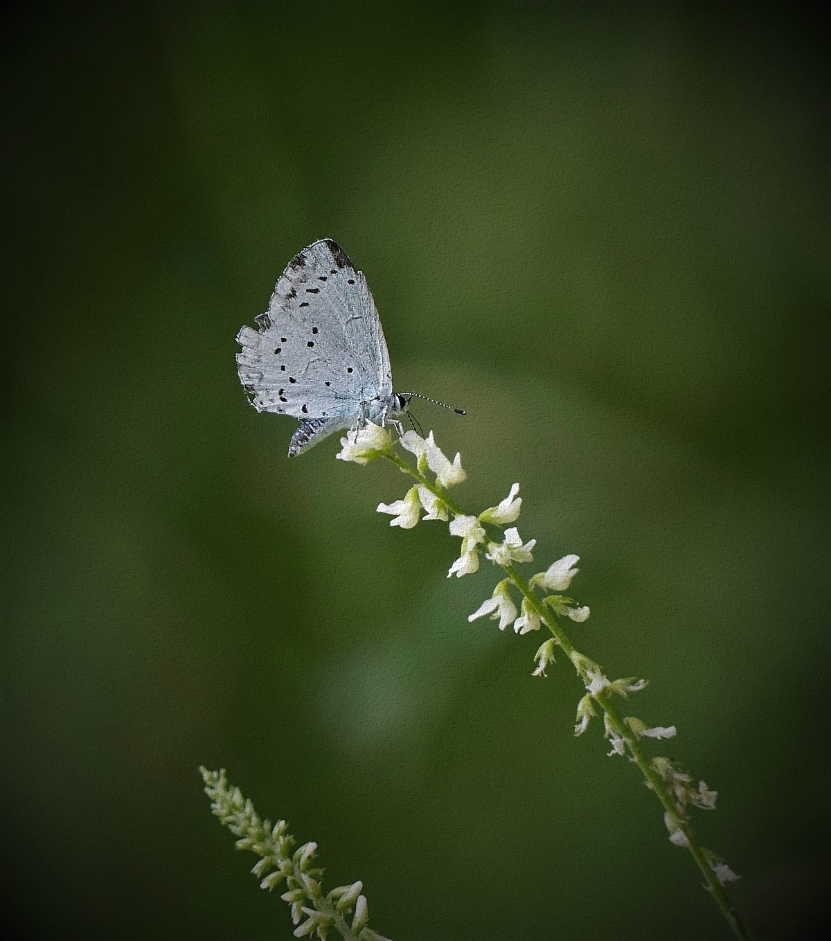 Sony a7 + Sony FE 24-240mm F3.5-6.3 OSS sample photo. Leptosia nina 2 photography