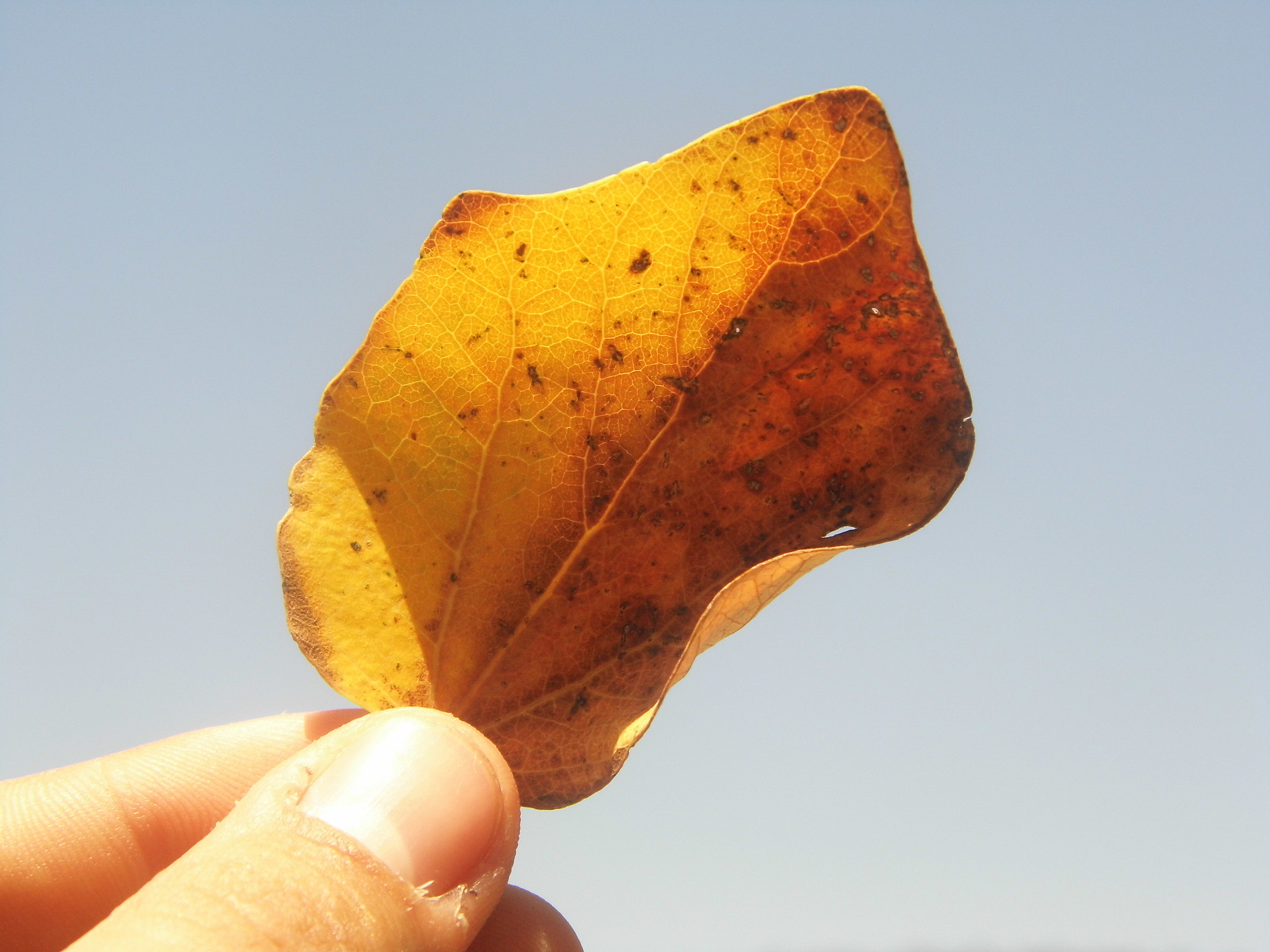 HITACHI HBC-1600E sample photo. Dead leaf photography