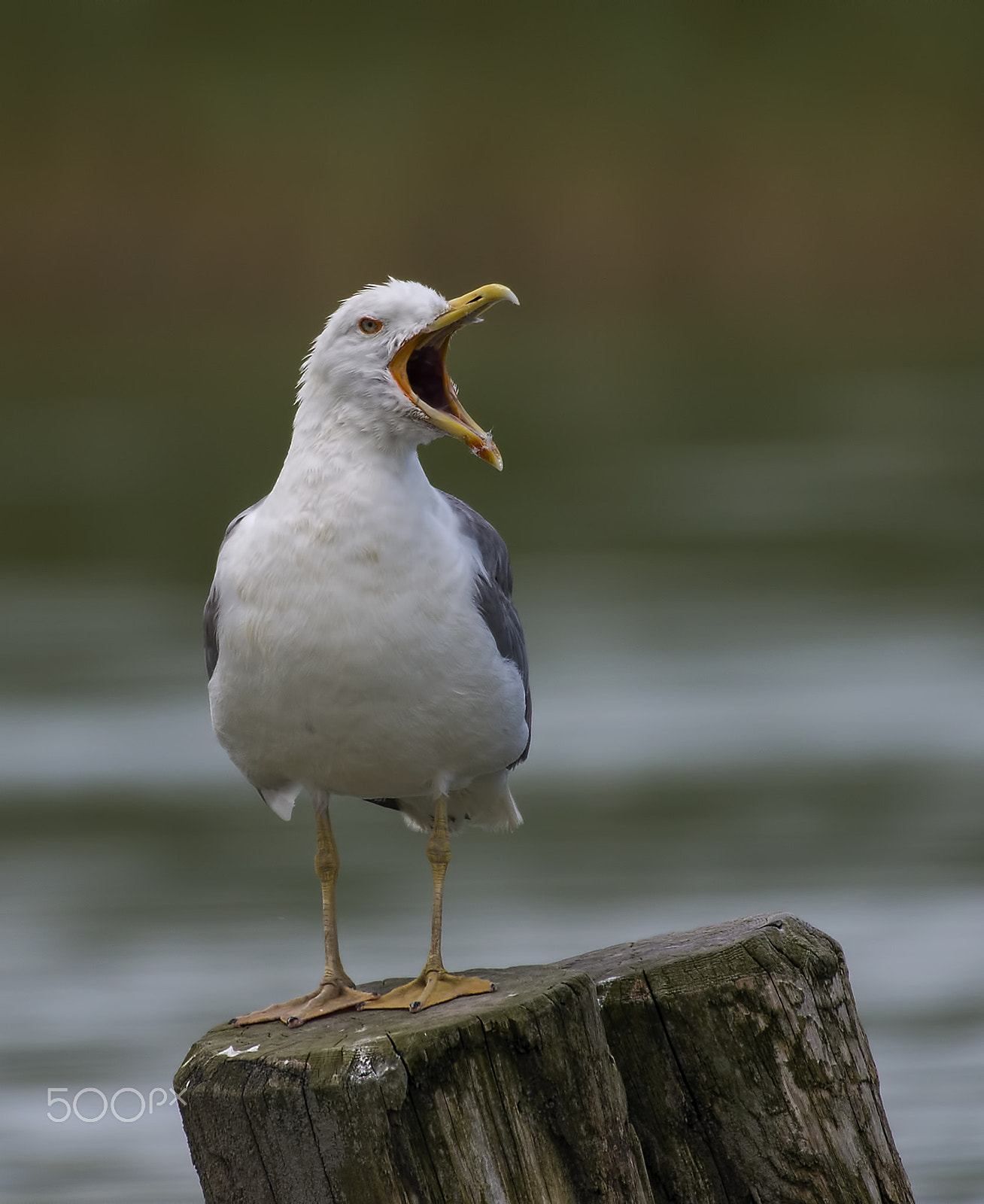 Nikon AF-S Nikkor 200-500mm F5.6E ED VR sample photo. I am really hungry! photography