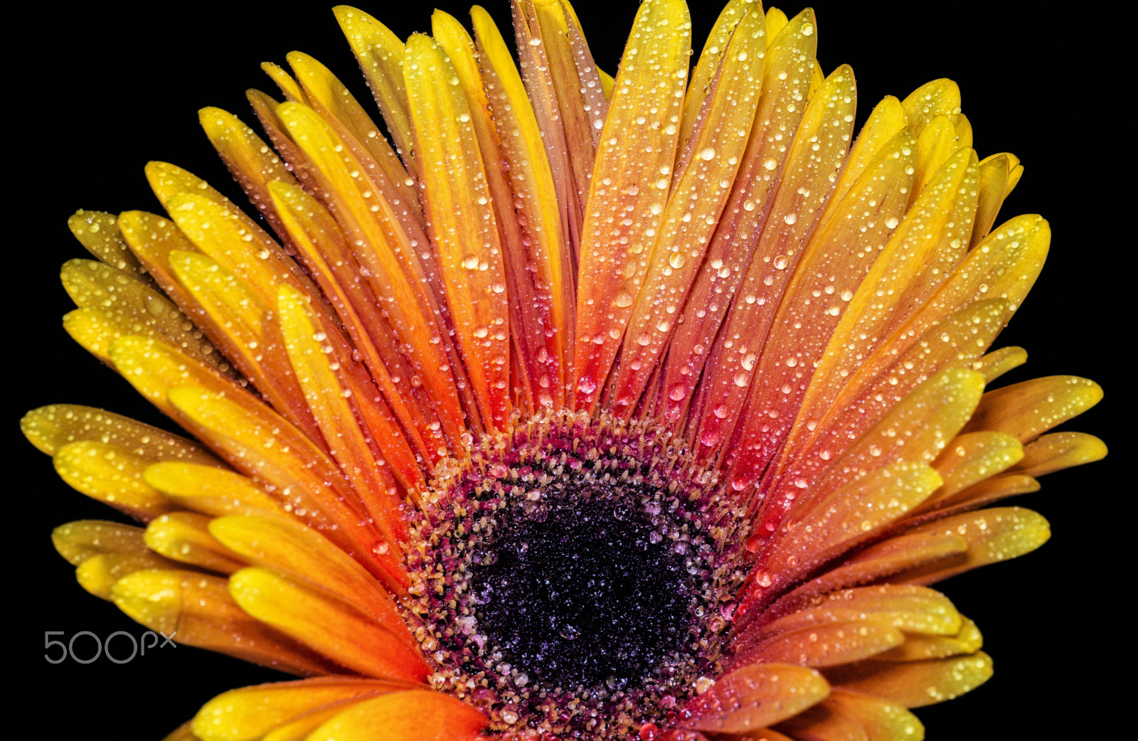 Sigma APO Macro 180mm F2.8 EX DG OS HSM sample photo. Happy daisy photography