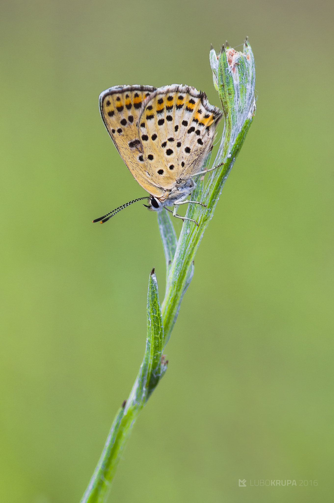 Pentax K-r sample photo. Lycaena tityrus photography