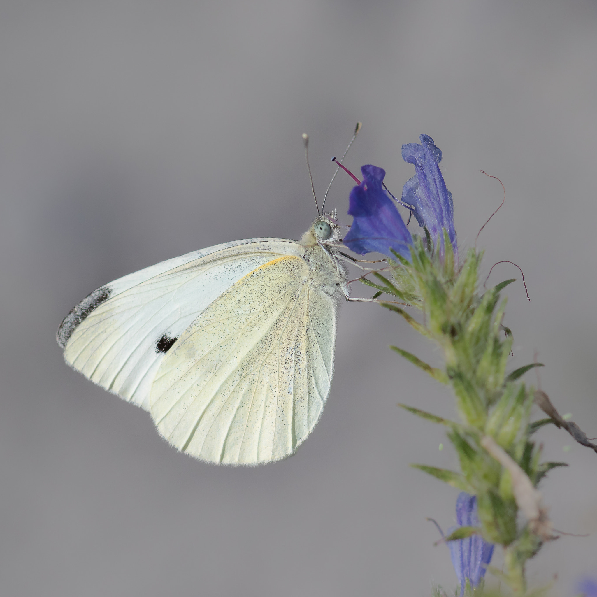 Canon EF 100mm F2.8 Macro USM sample photo. Cabbage butterfly - kohlweissling photography