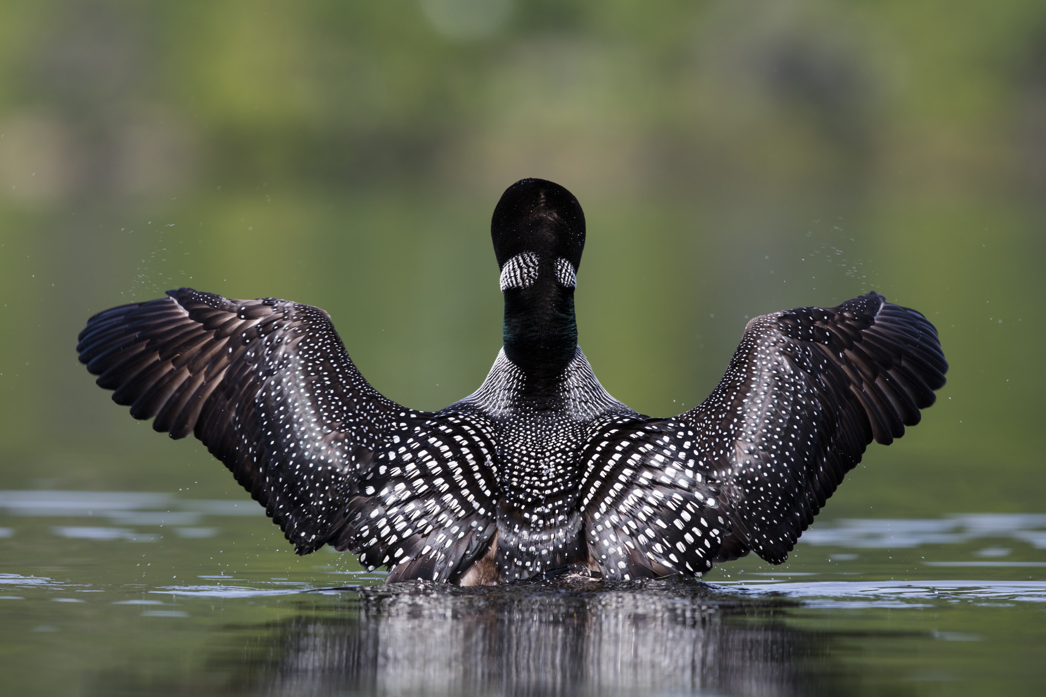 Canon EF 600mm F4L IS II USM sample photo. Common loon / plongeon huard photography