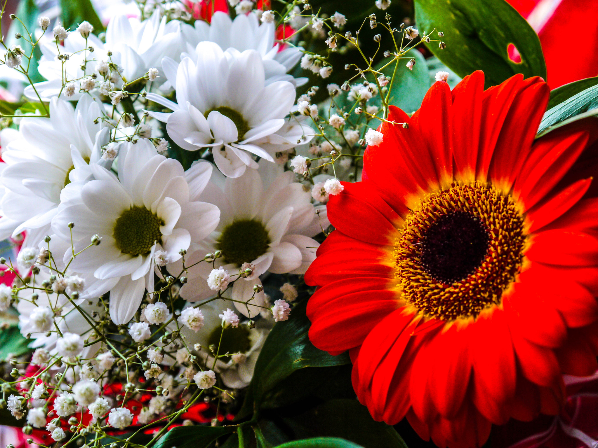 Panasonic Lumix DMC-G2 sample photo. Цветы photography