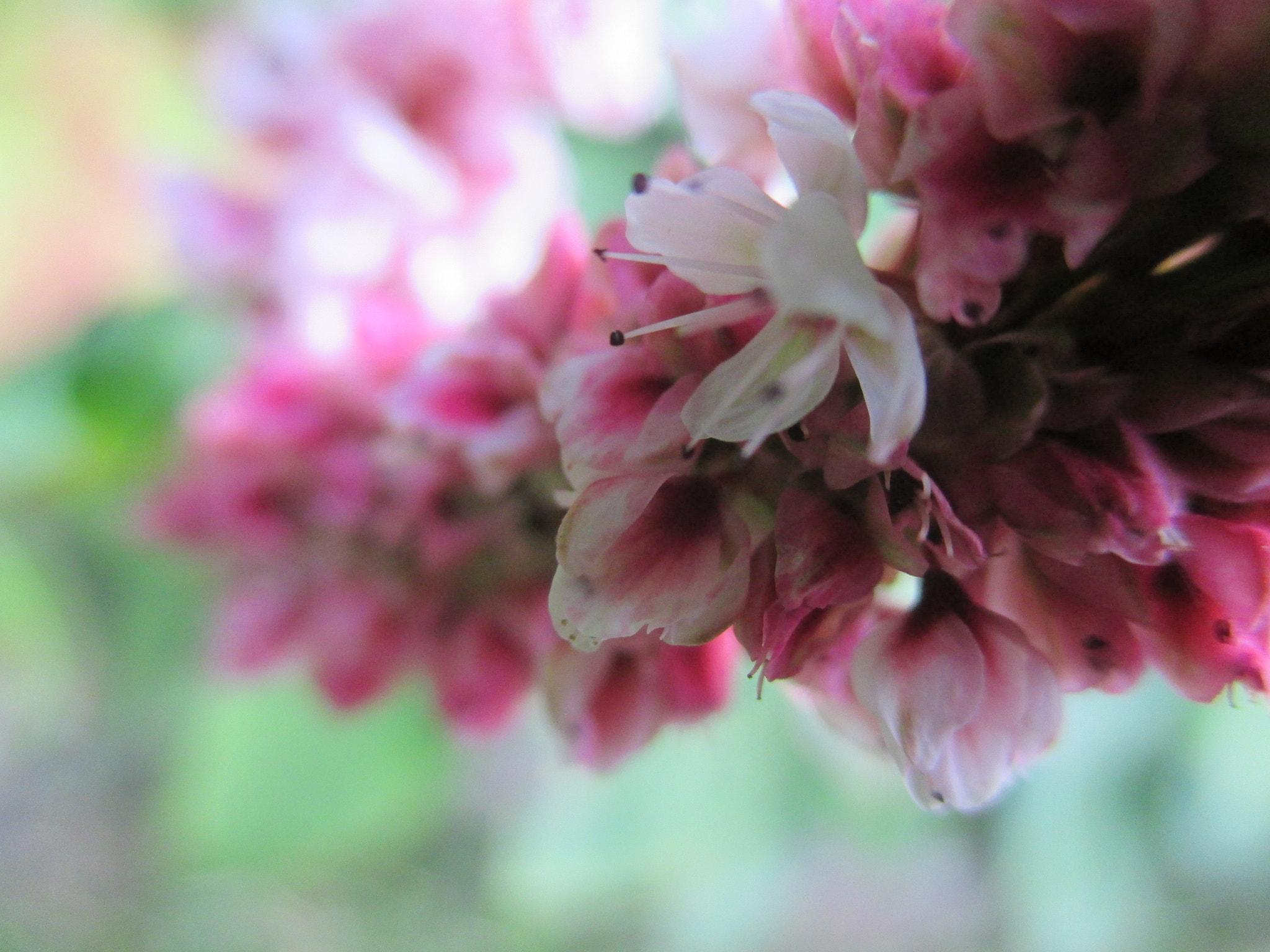 Canon PowerShot ELPH 130 IS (IXUS 140 / IXY 110F) sample photo. Beauty photography
