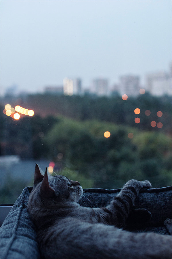 Nikon D300S sample photo. Я где-то читал о людях, что спят по ночам... photography