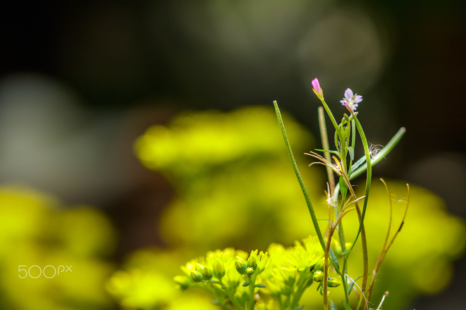 Canon EF 100mm F2.8 Macro USM sample photo. Dandlion seed and pinky photography