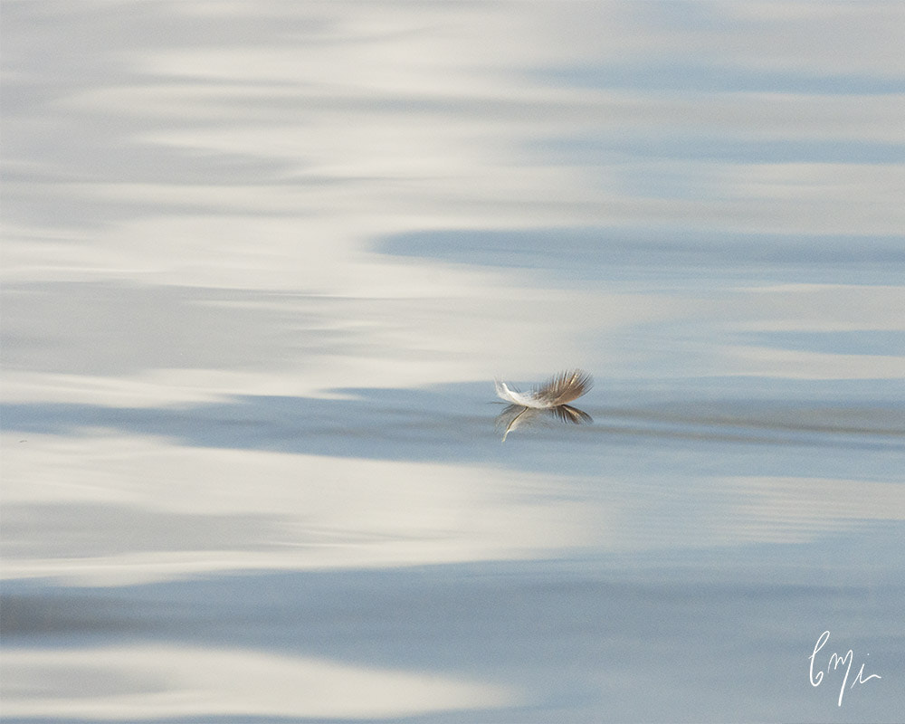 Sony SLT-A77 + Sony 70-400mm F4-5.6 G SSM sample photo. Feather photography