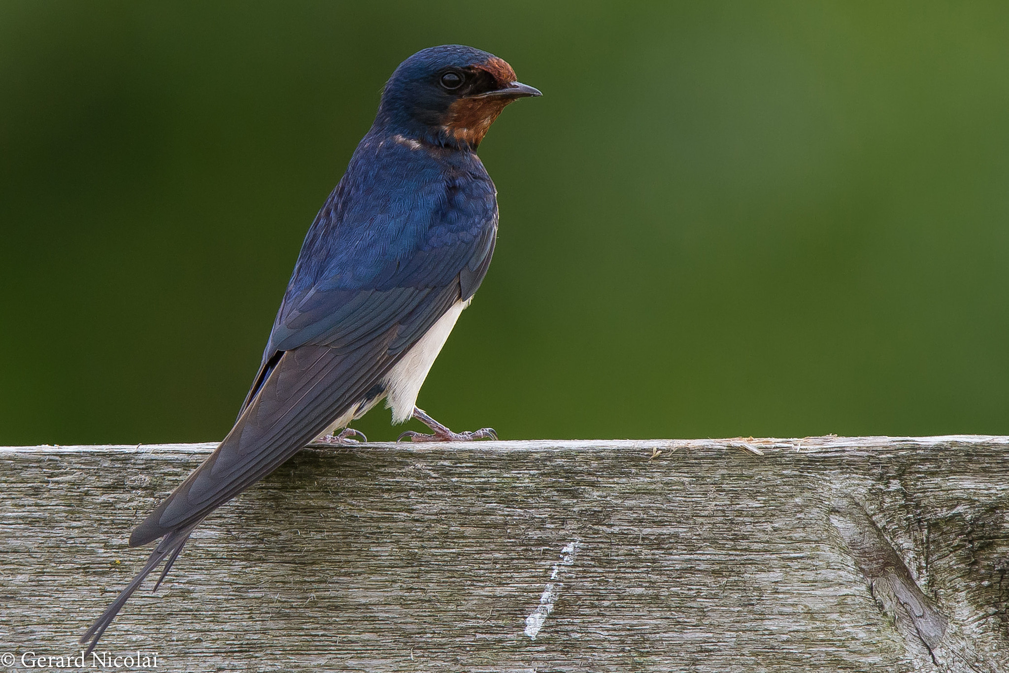 Canon EF 300mm F2.8L IS USM sample photo. Barn swallow resting photography