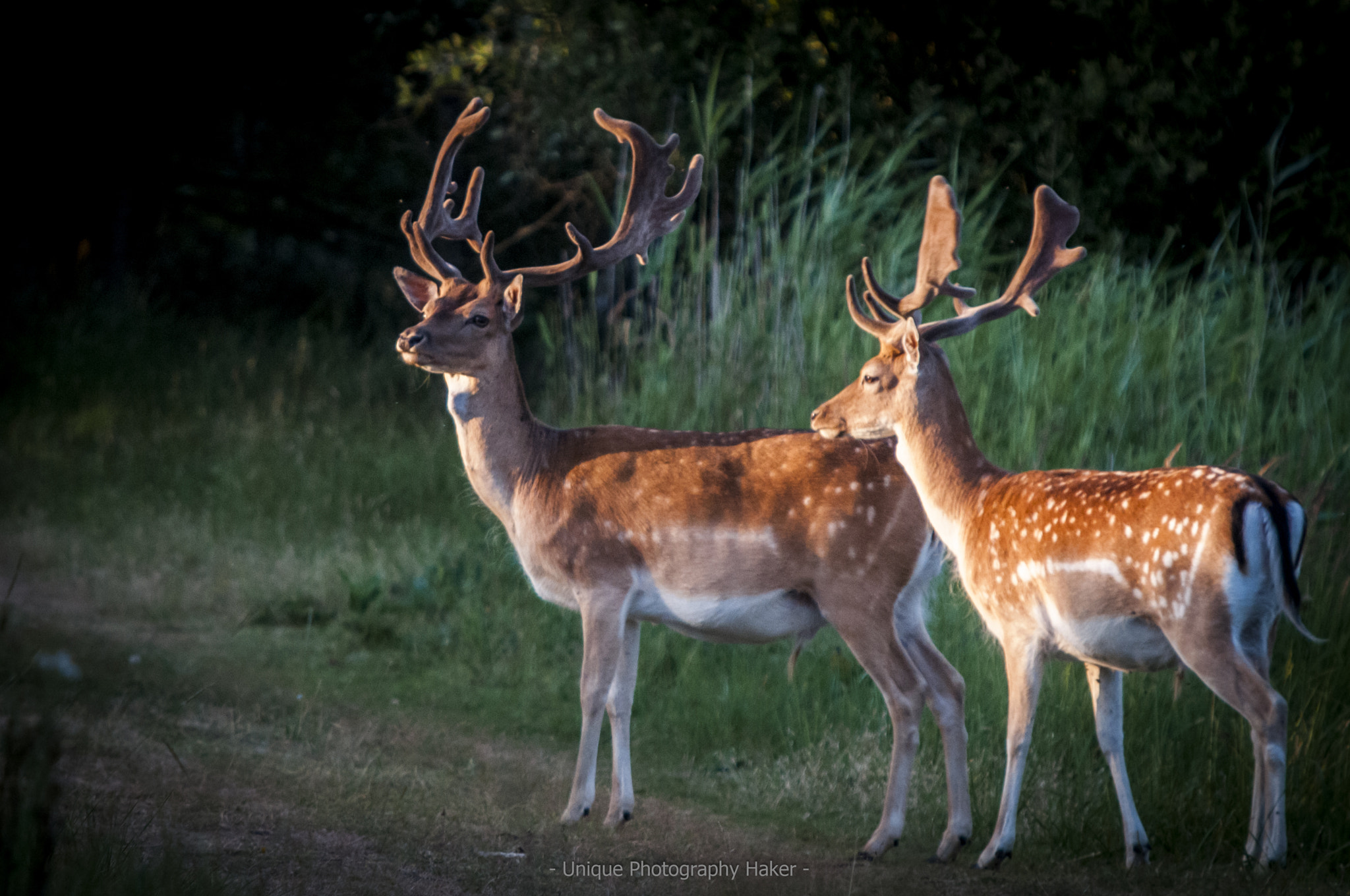 Sigma APO 100-300mm F4 EX IF HSM + 1.4x sample photo. 20160724-_unq8448.jpg photography