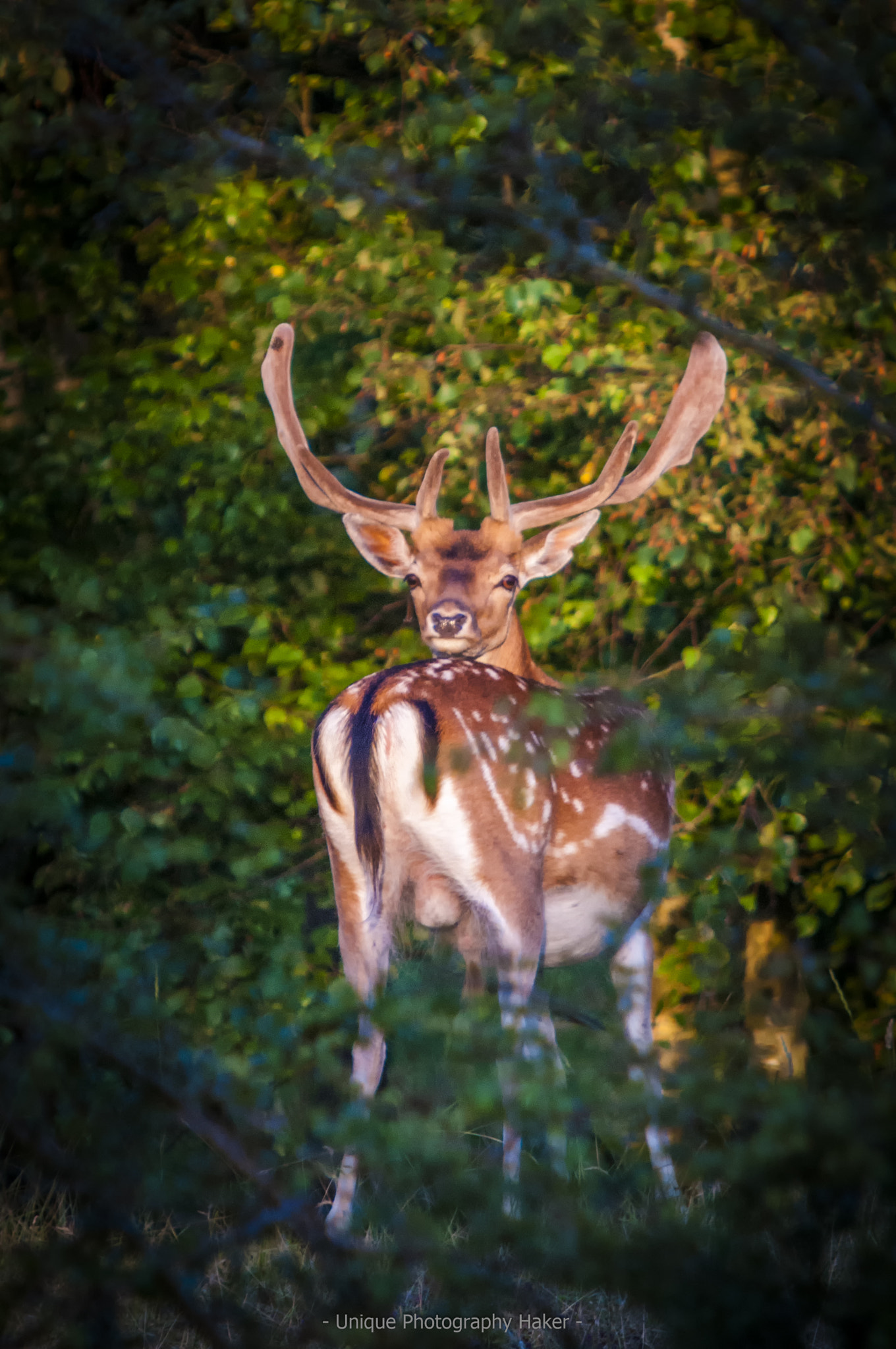 Sigma APO 100-300mm F4 EX IF HSM + 1.4x sample photo. Bewerkt photography