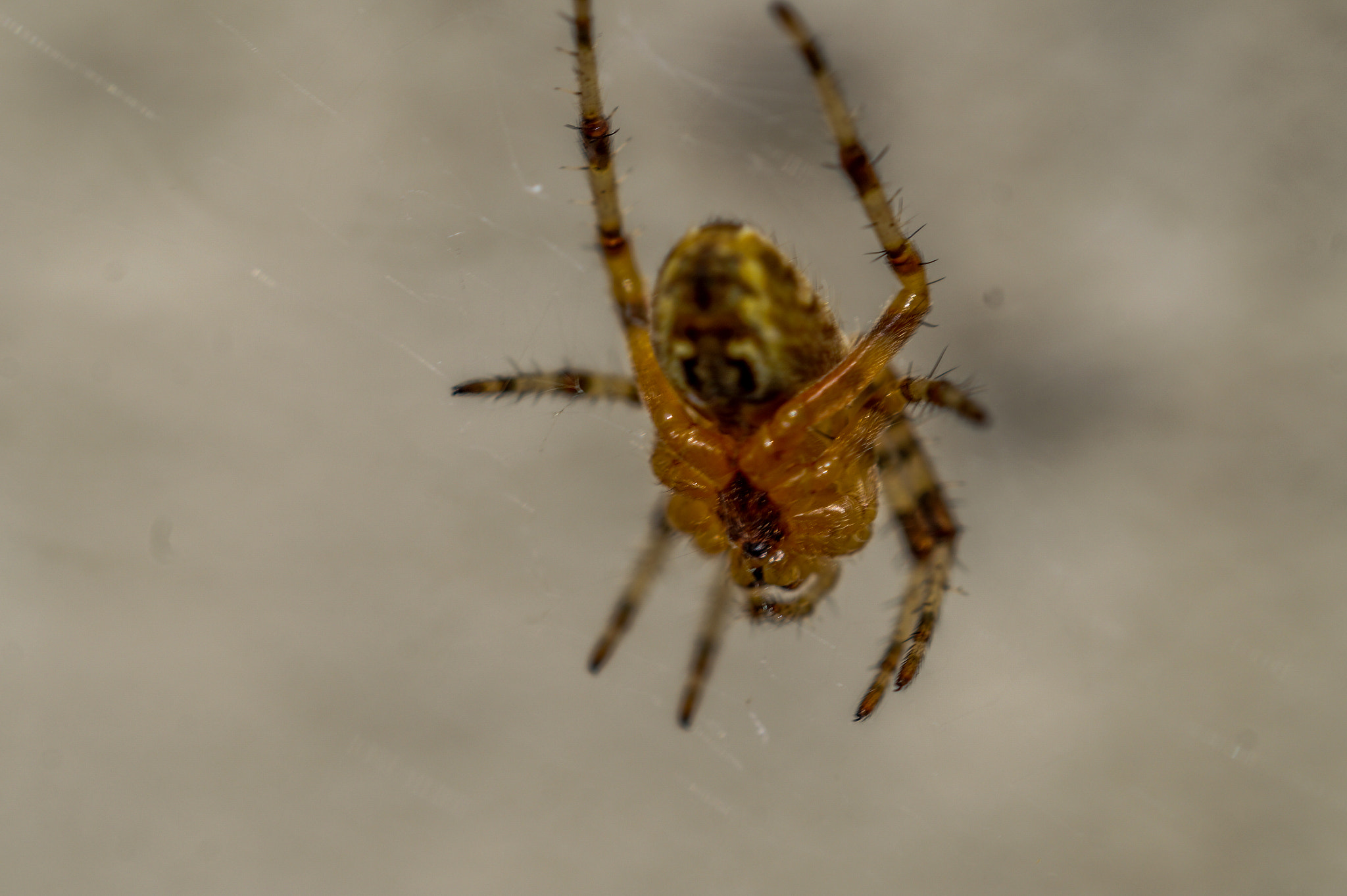 Sony SLT-A58 + MACRO 50mm F2.8 sample photo. Spider photography