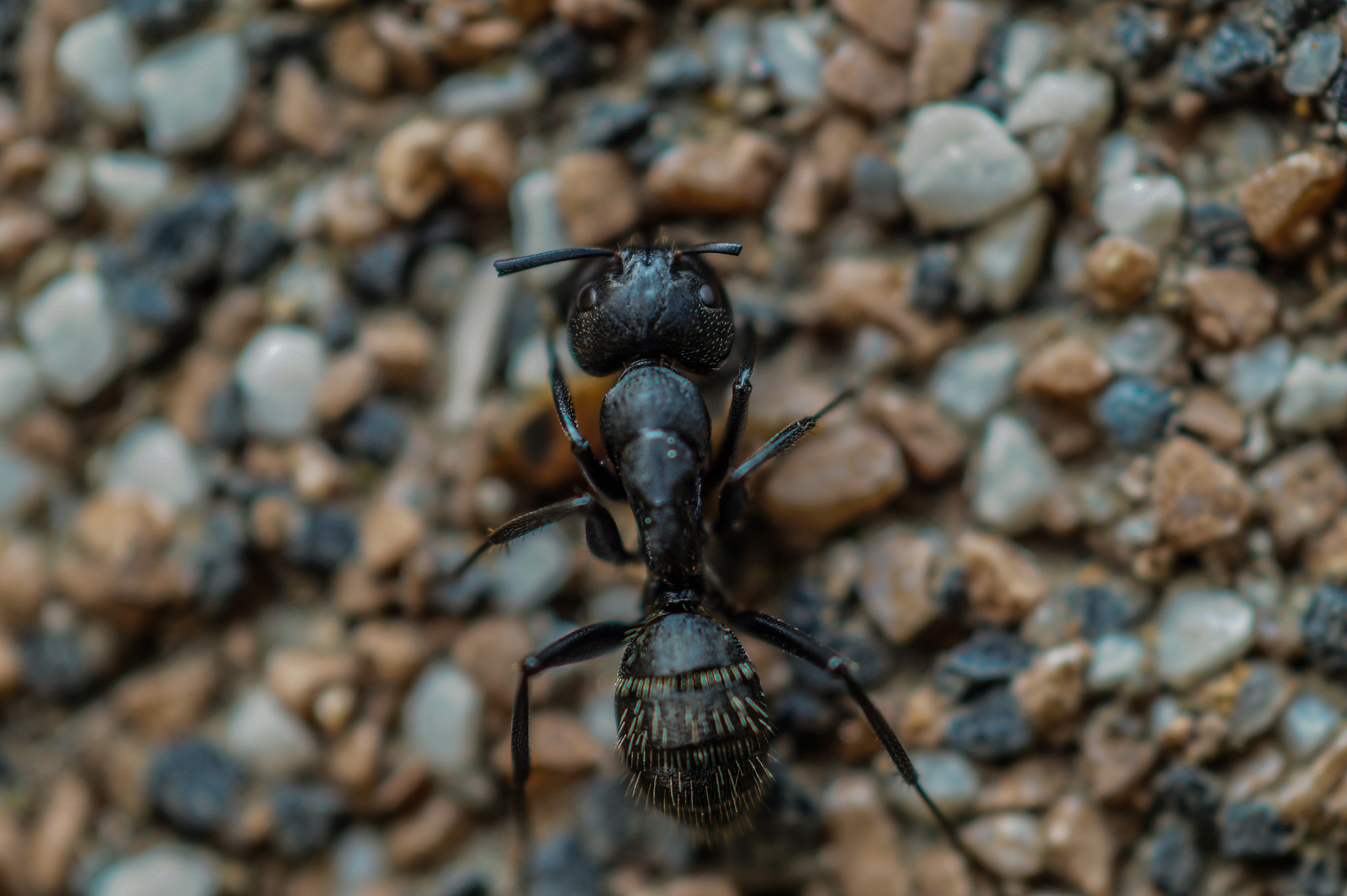 Sony SLT-A58 + MACRO 50mm F2.8 sample photo. Ant photography