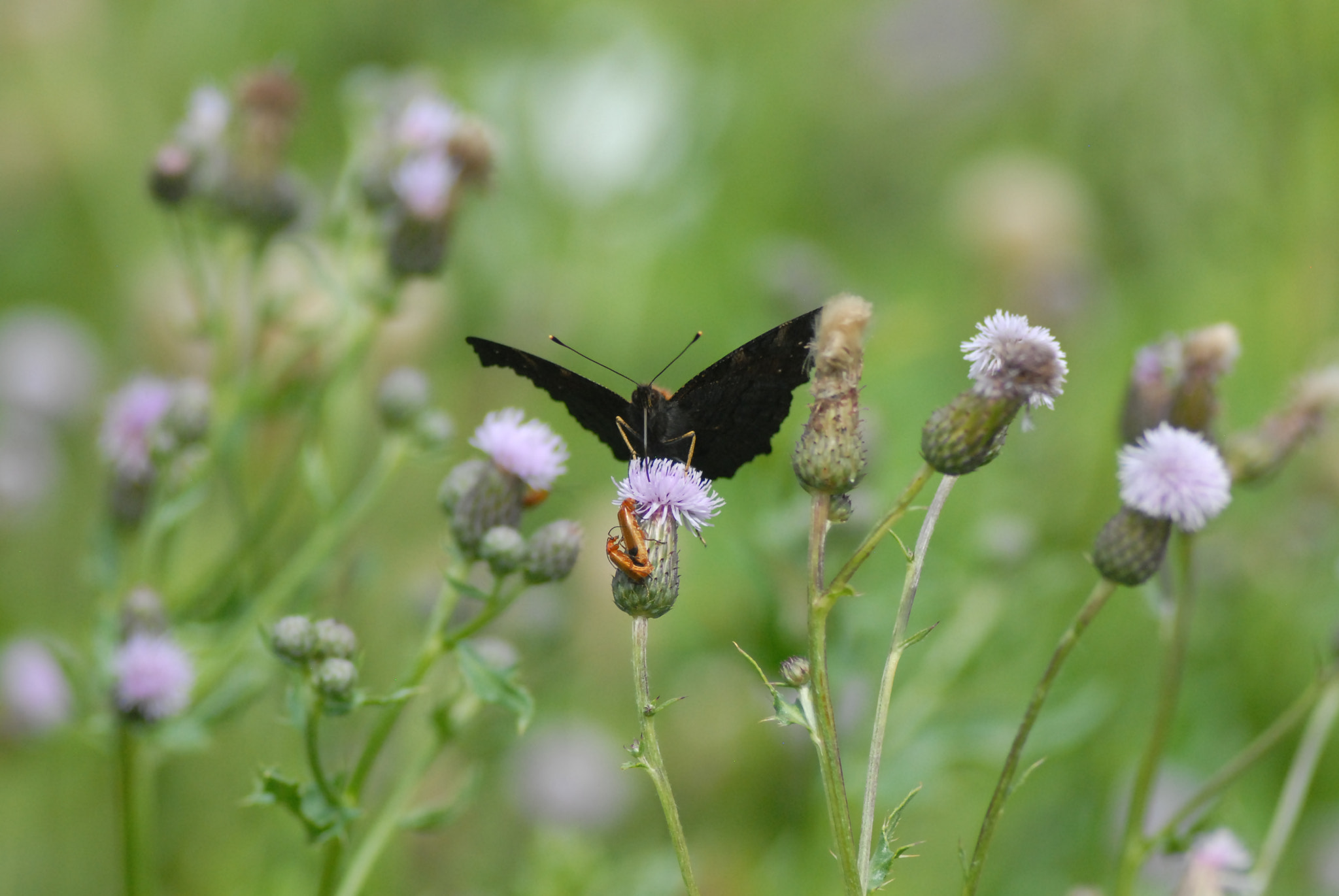 Nikon D200 + Manual Lens No CPU sample photo. Кажется мы здесь не одни.jpg photography