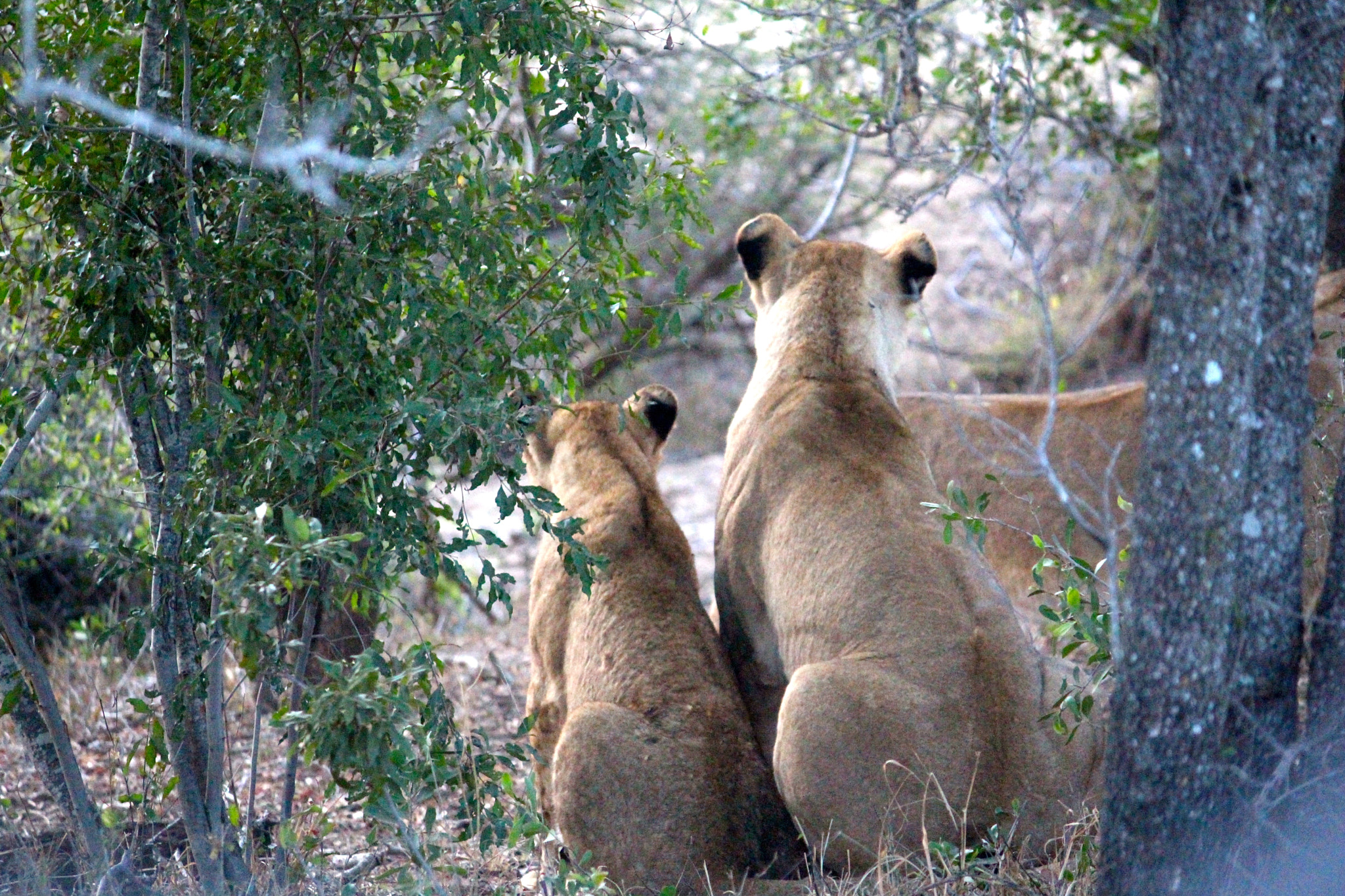 Canon EF-S 55-250mm F4-5.6 IS sample photo. African lion photography