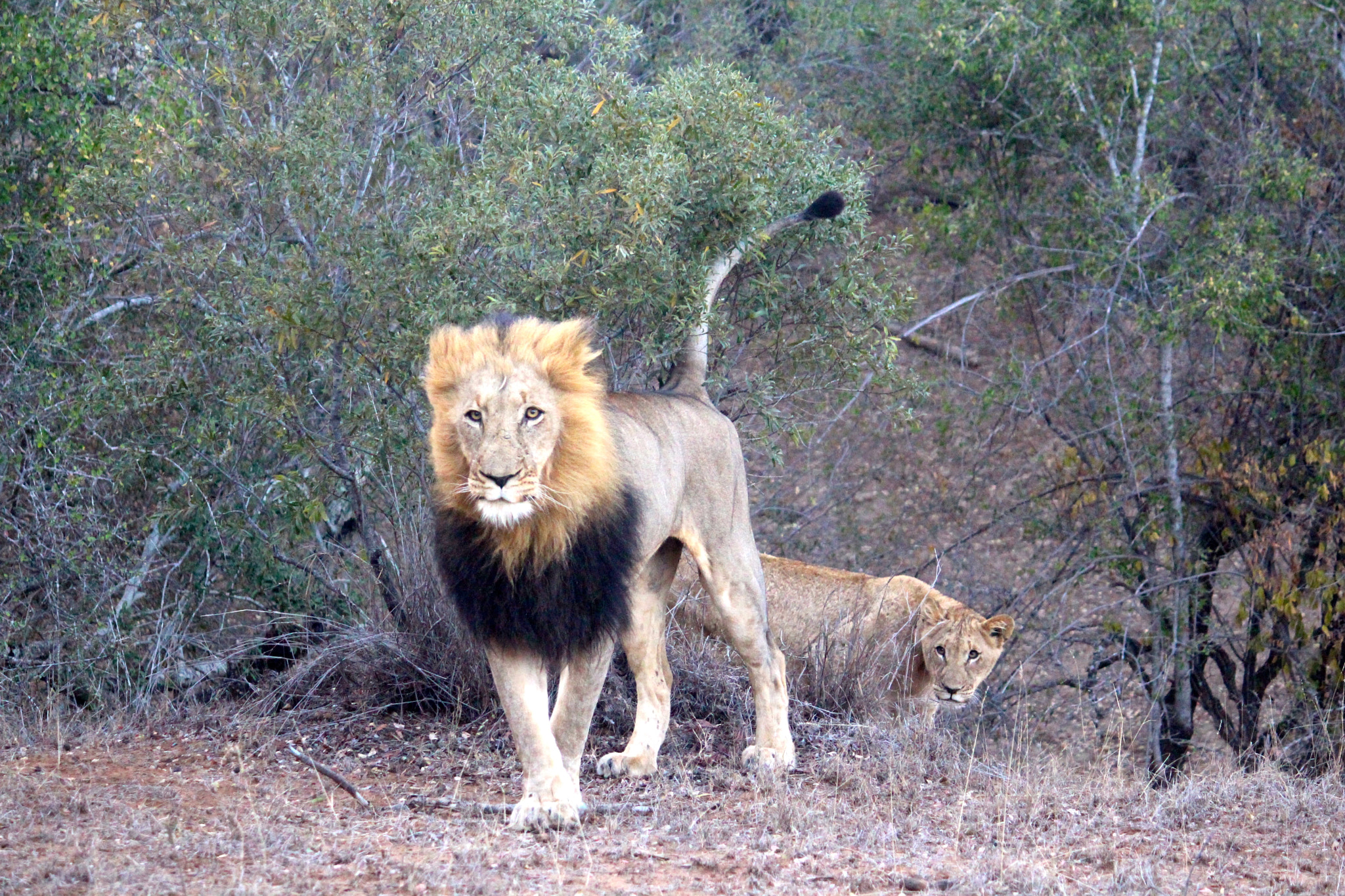 Canon EF-S 55-250mm F4-5.6 IS sample photo. The king photography