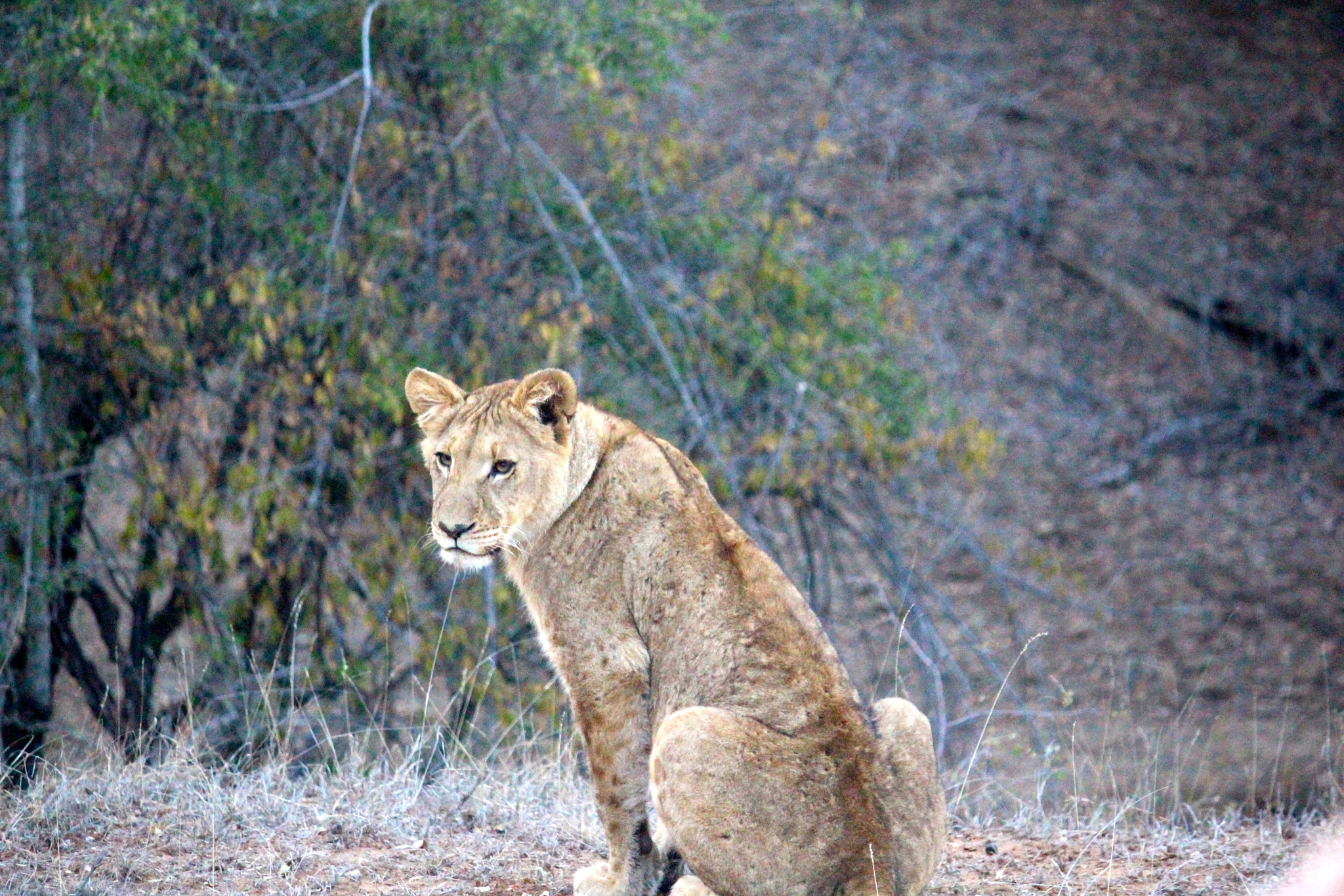 Canon EF-S 55-250mm F4-5.6 IS sample photo. African lion_5 photography