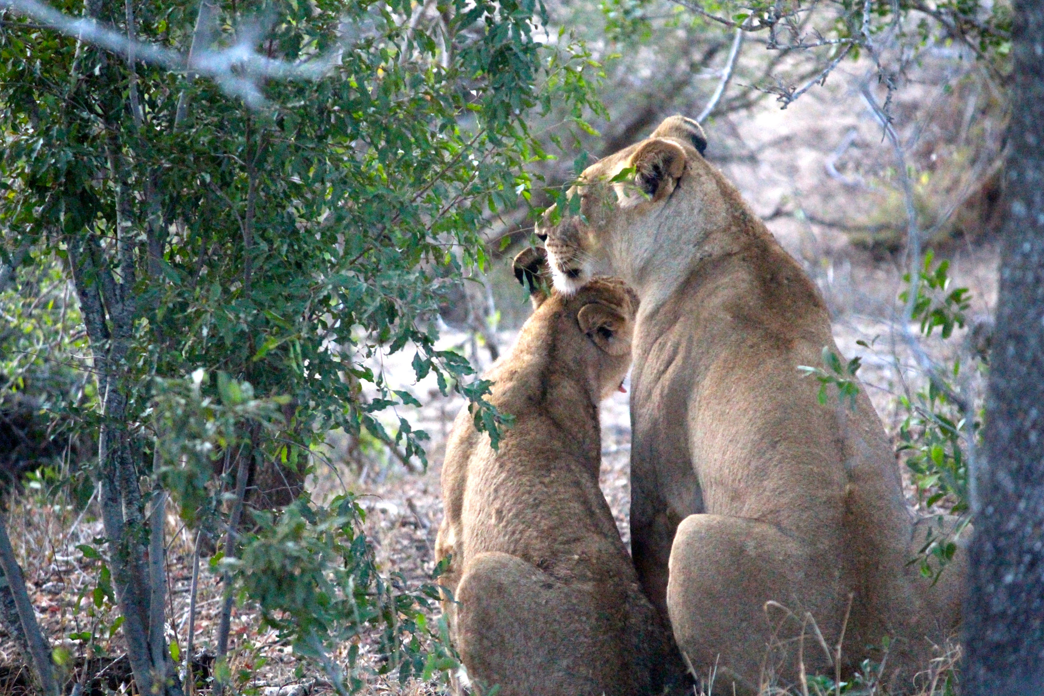 Canon EF-S 55-250mm F4-5.6 IS sample photo. African lion_2 photography