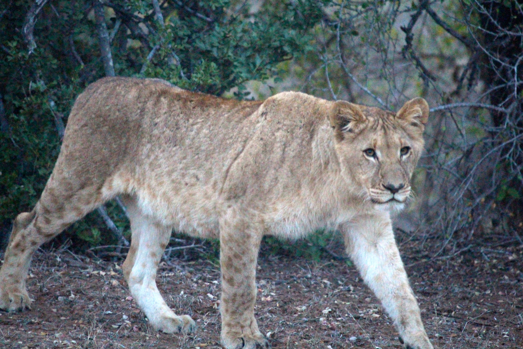 Canon EF-S 55-250mm F4-5.6 IS sample photo. African lion_4 photography