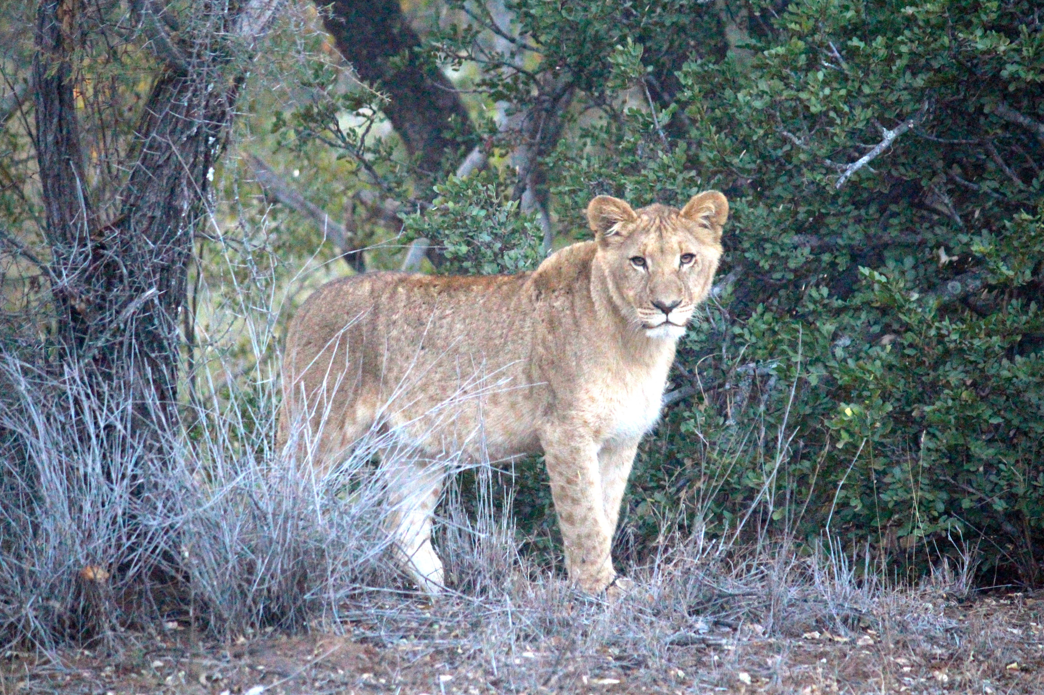 Canon EF-S 55-250mm F4-5.6 IS sample photo. African lion_3 photography