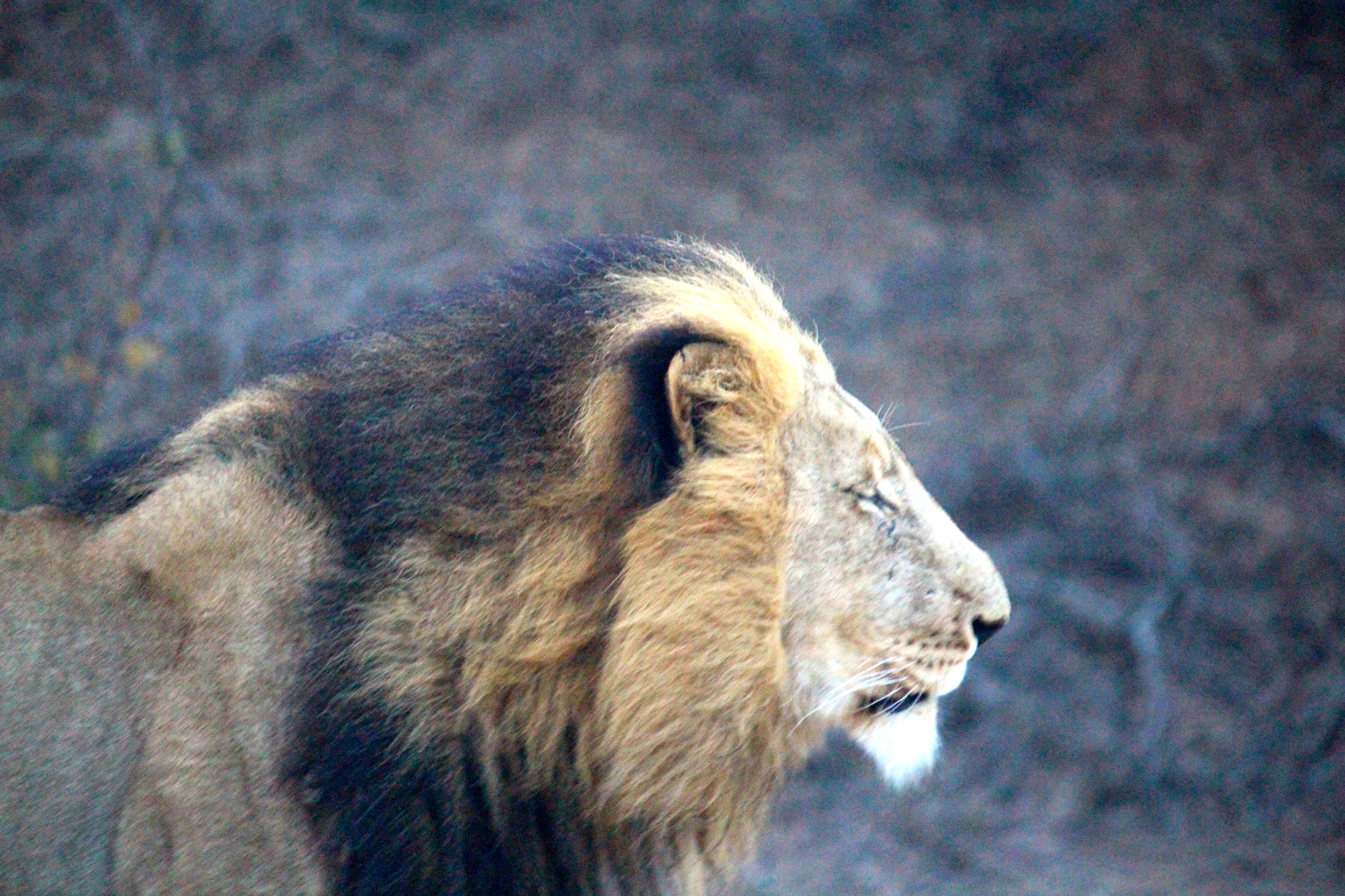 Canon EF-S 55-250mm F4-5.6 IS sample photo. Mane & profile photography