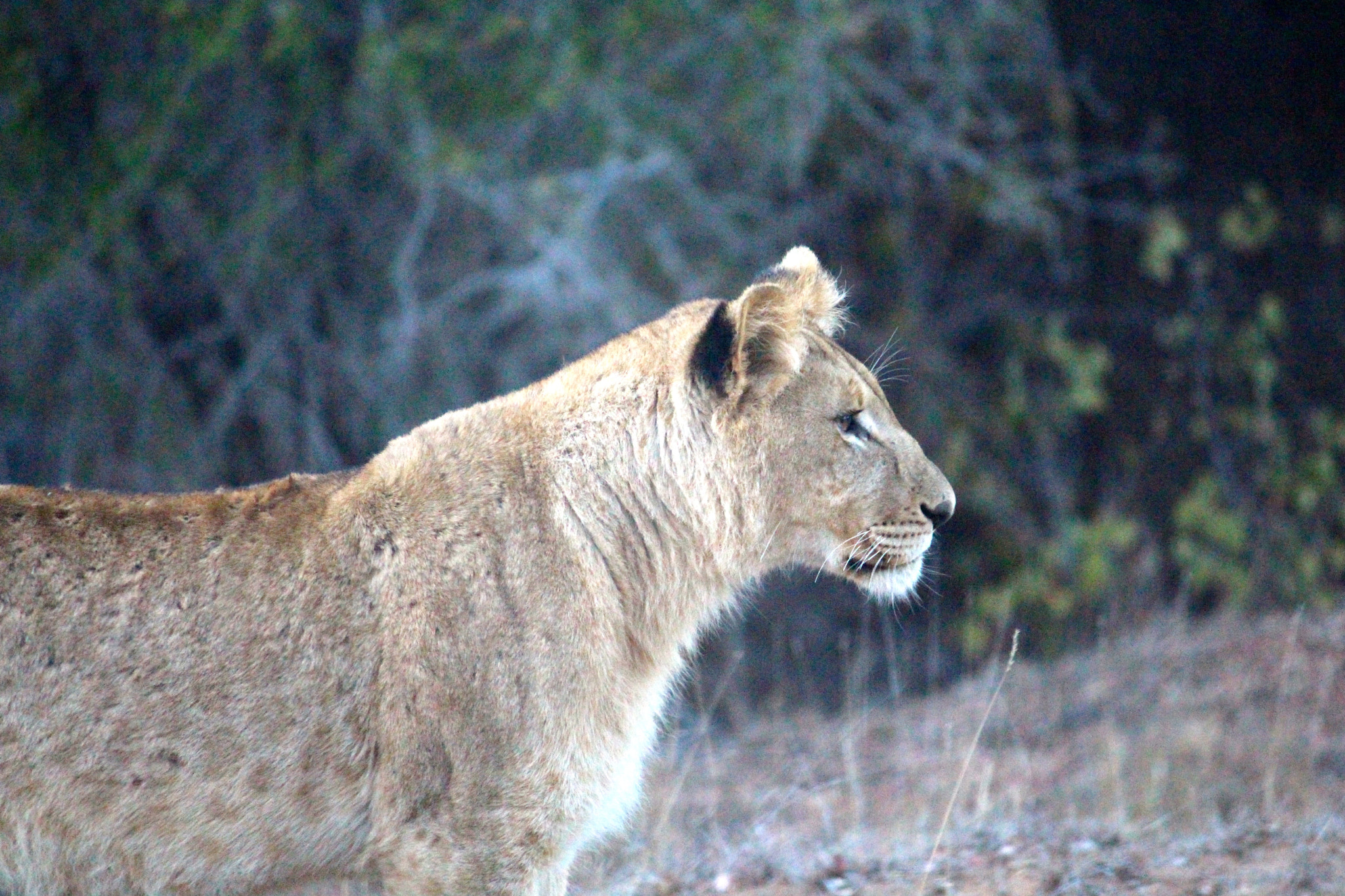 Canon EF-S 55-250mm F4-5.6 IS sample photo. African lion_6 photography