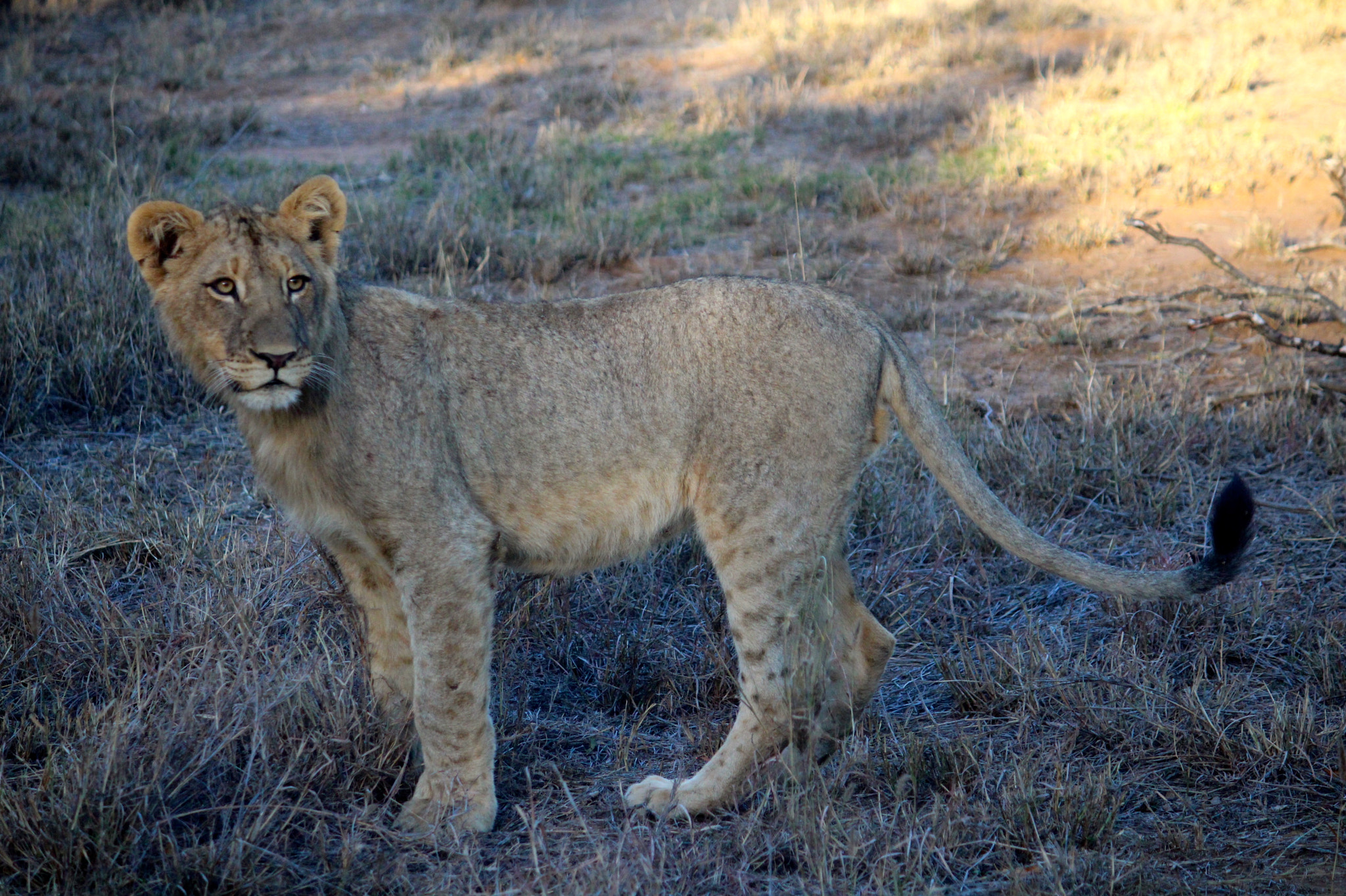 Canon EF-S 55-250mm F4-5.6 IS sample photo. Cub photography