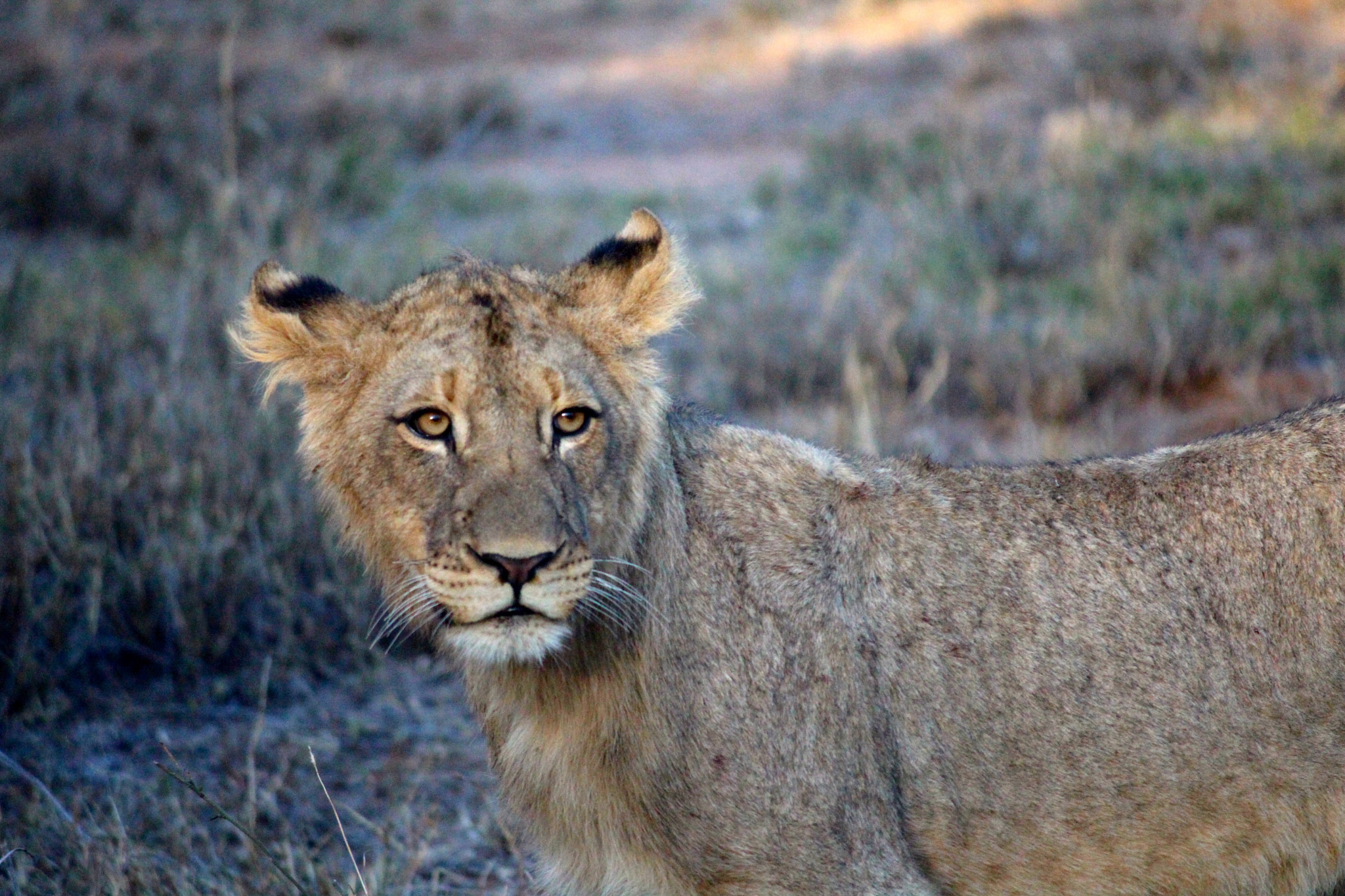 Canon EF-S 55-250mm F4-5.6 IS sample photo. Cub_2 photography