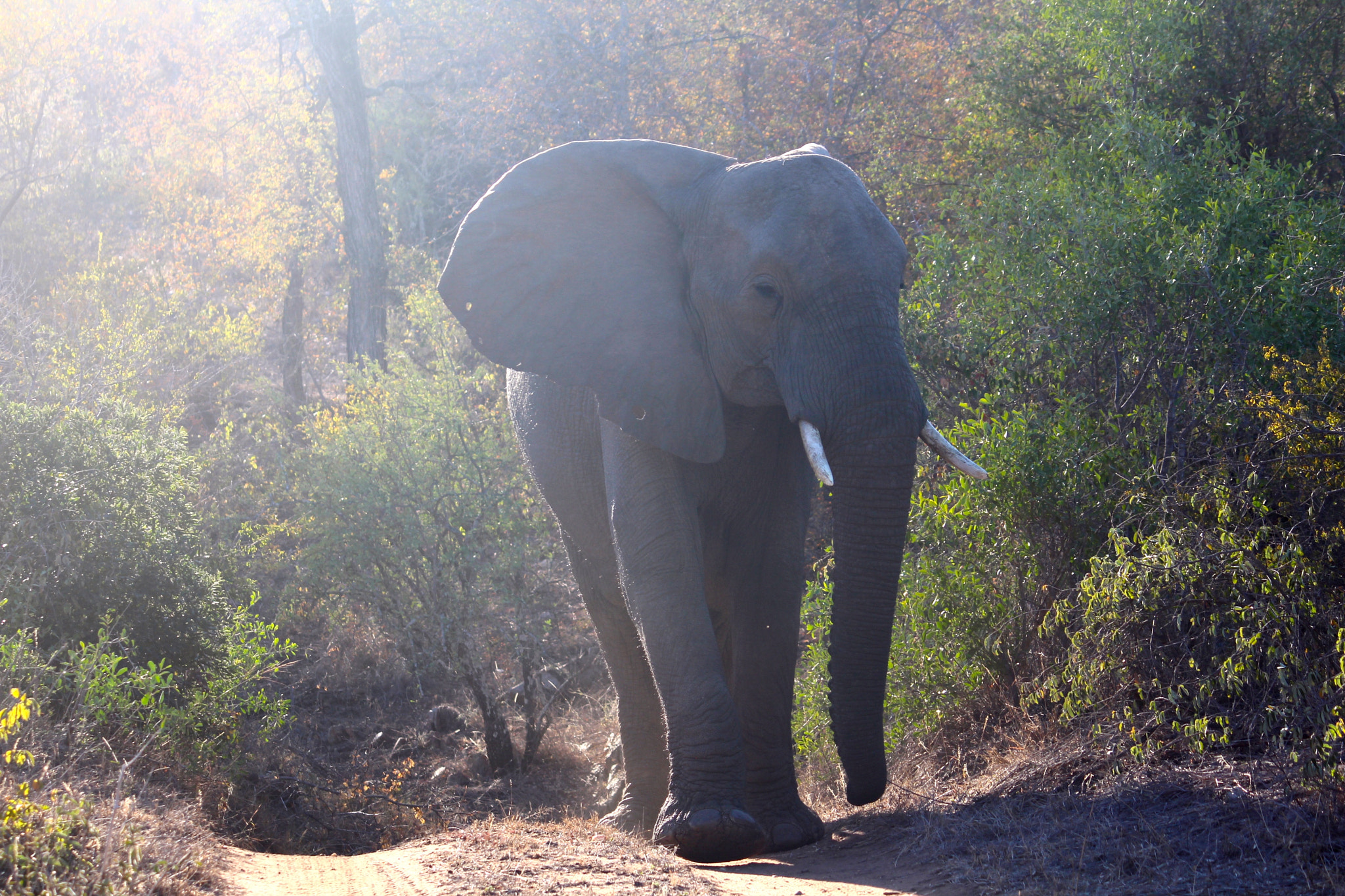Canon EF-S 55-250mm F4-5.6 IS sample photo. African elephant photography