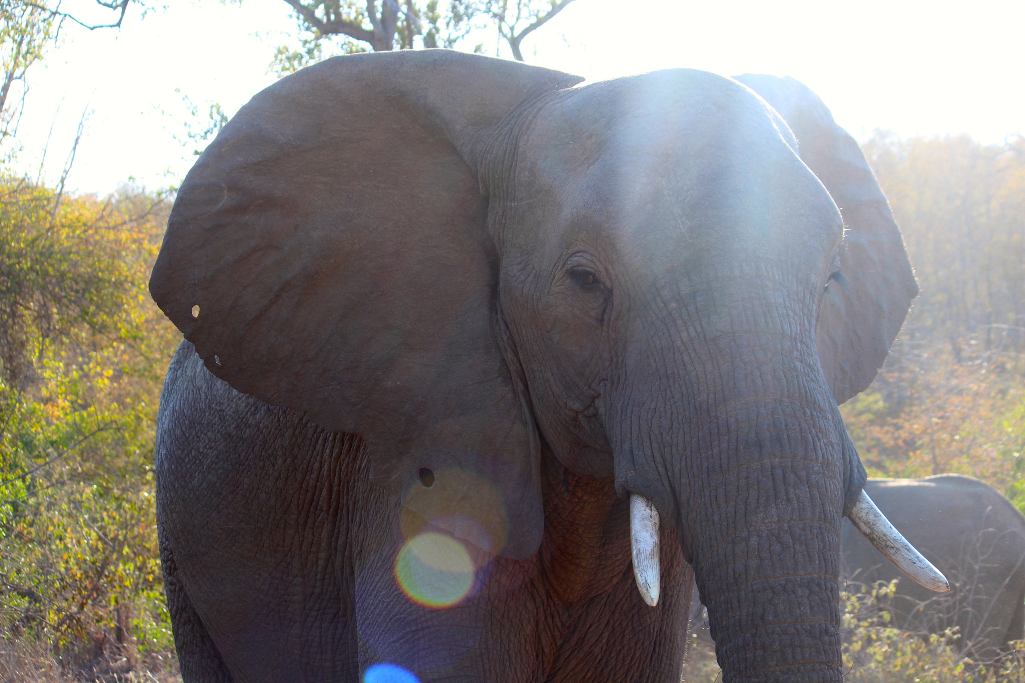 Canon EF-S 55-250mm F4-5.6 IS sample photo. African elephant_4 photography