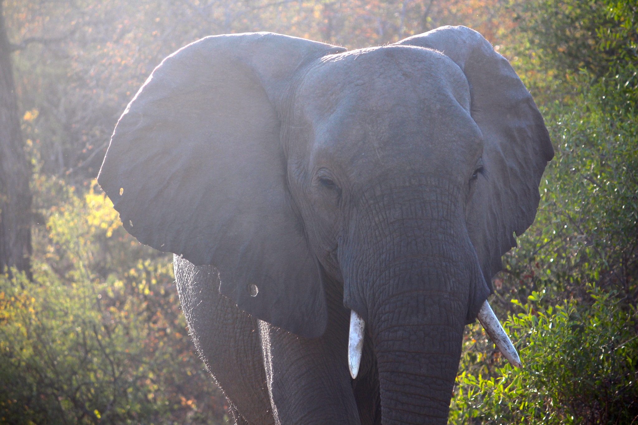Canon EF-S 55-250mm F4-5.6 IS sample photo. African elephant_2 photography