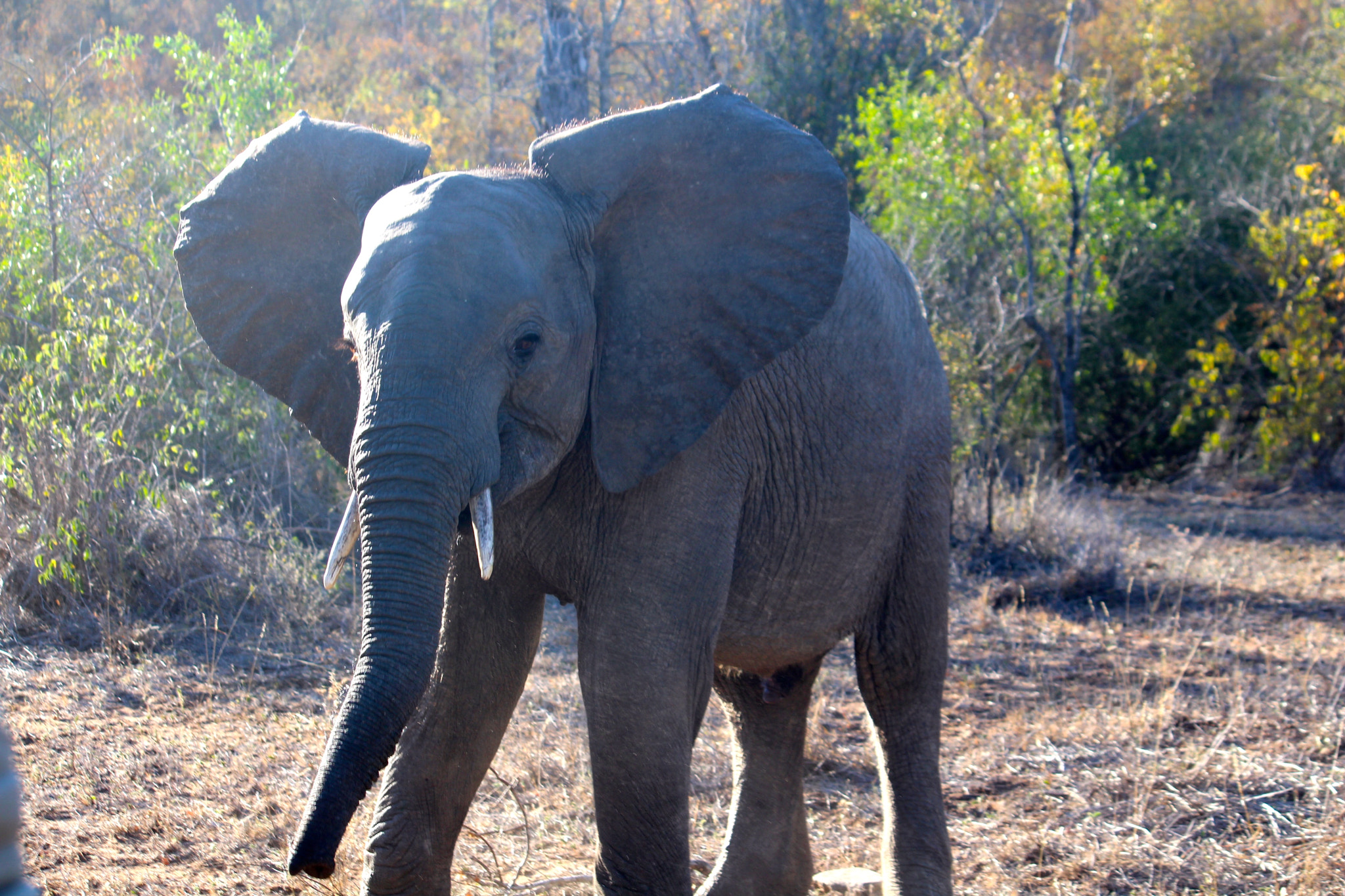 Canon EF-S 55-250mm F4-5.6 IS sample photo. African elephant_3 photography