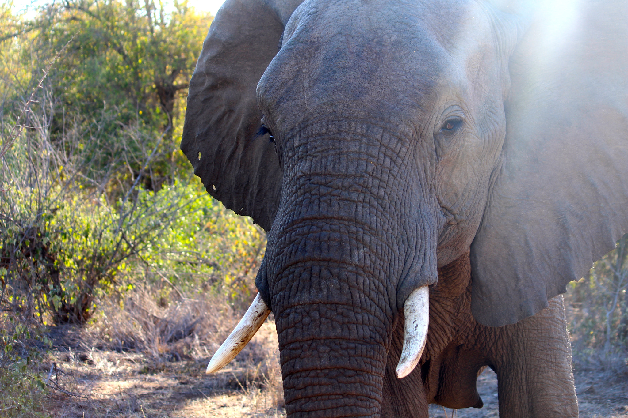 Canon EF-S 55-250mm F4-5.6 IS sample photo. African elephant_5 photography