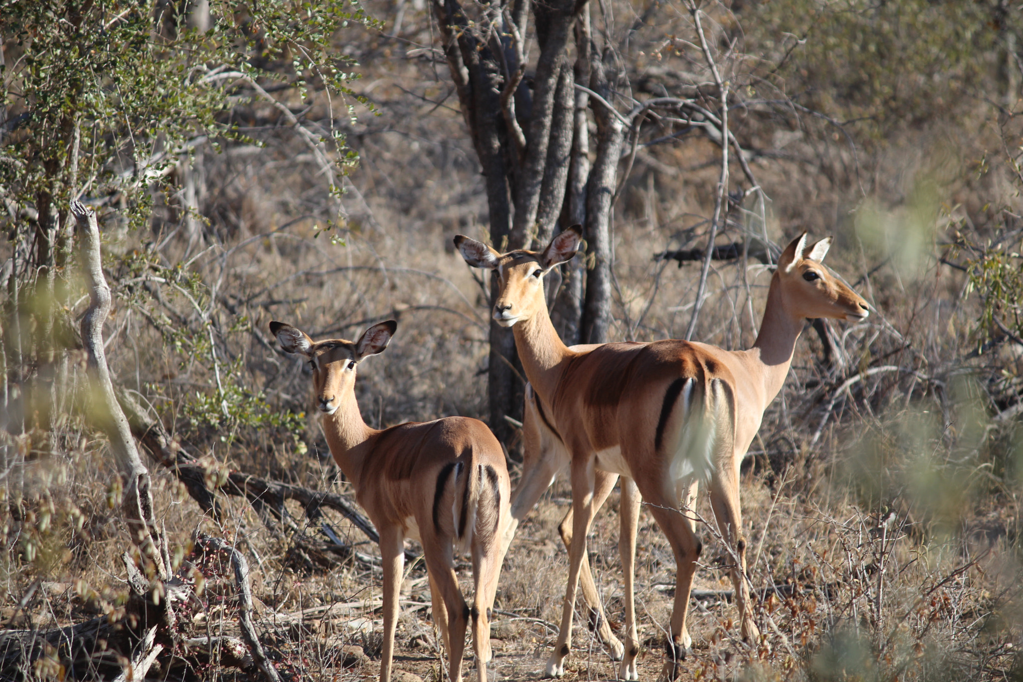 Canon EF-S 55-250mm F4-5.6 IS sample photo. Impala photography
