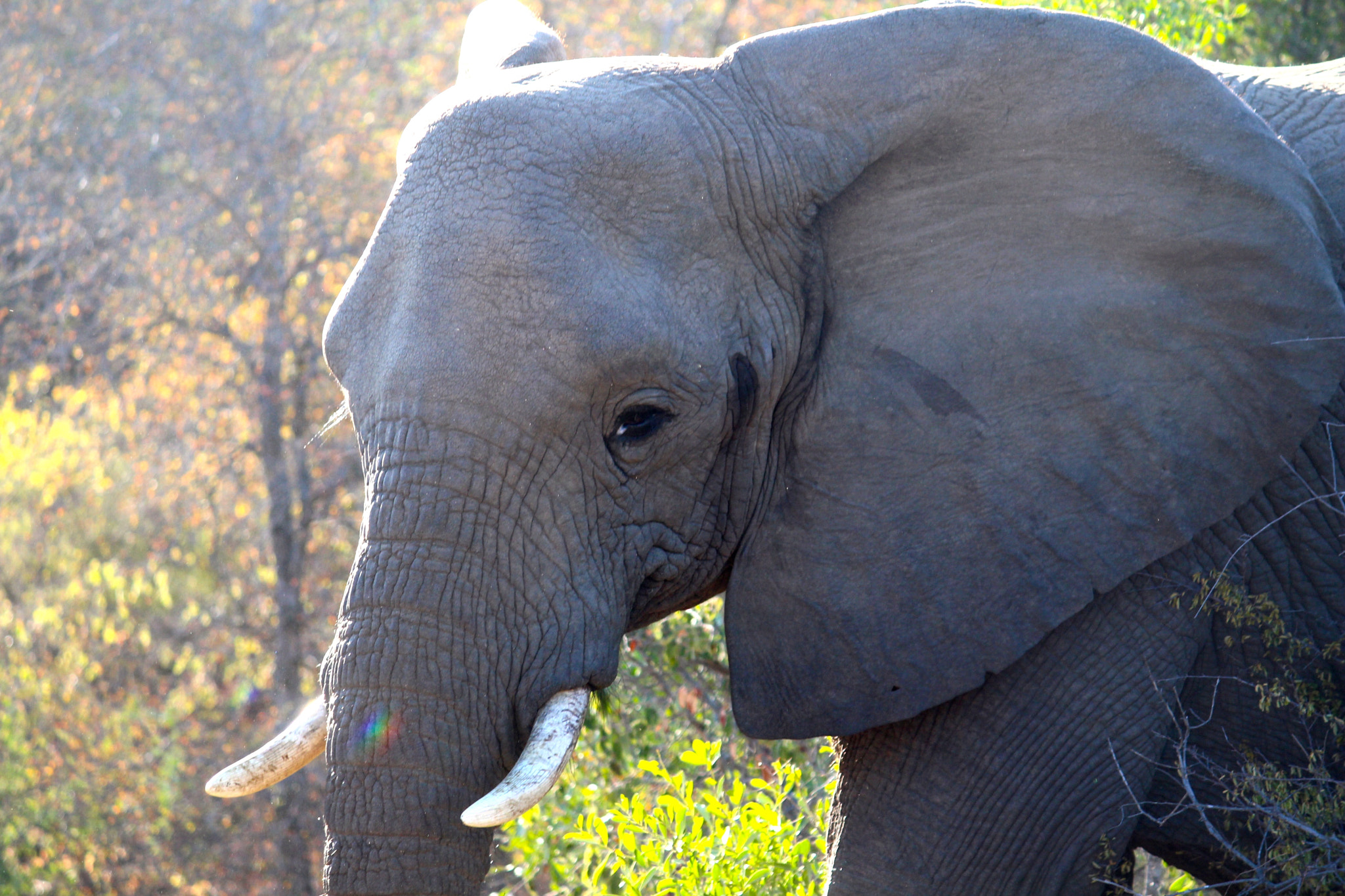 Canon EF-S 55-250mm F4-5.6 IS sample photo. African elephant_6 photography