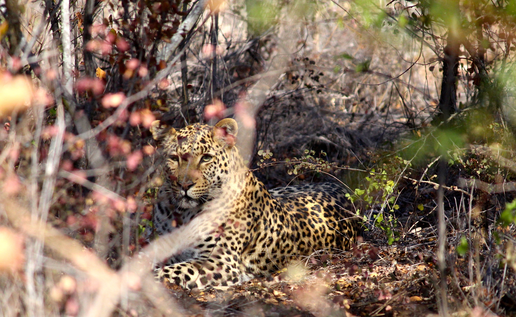 Canon EF-S 55-250mm F4-5.6 IS sample photo. Hiding leopard photography