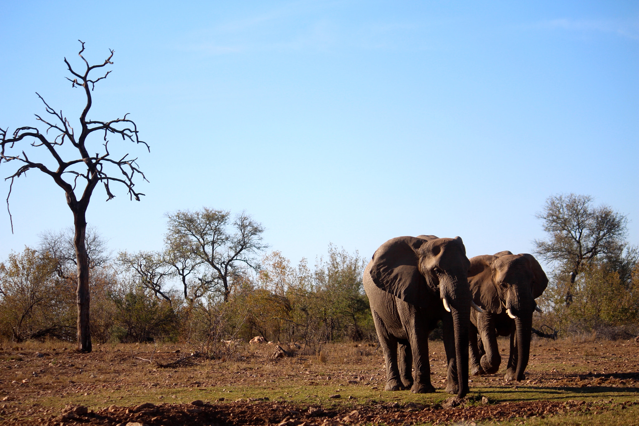 Canon EF-S 55-250mm F4-5.6 IS sample photo. Elephant intrusion photography