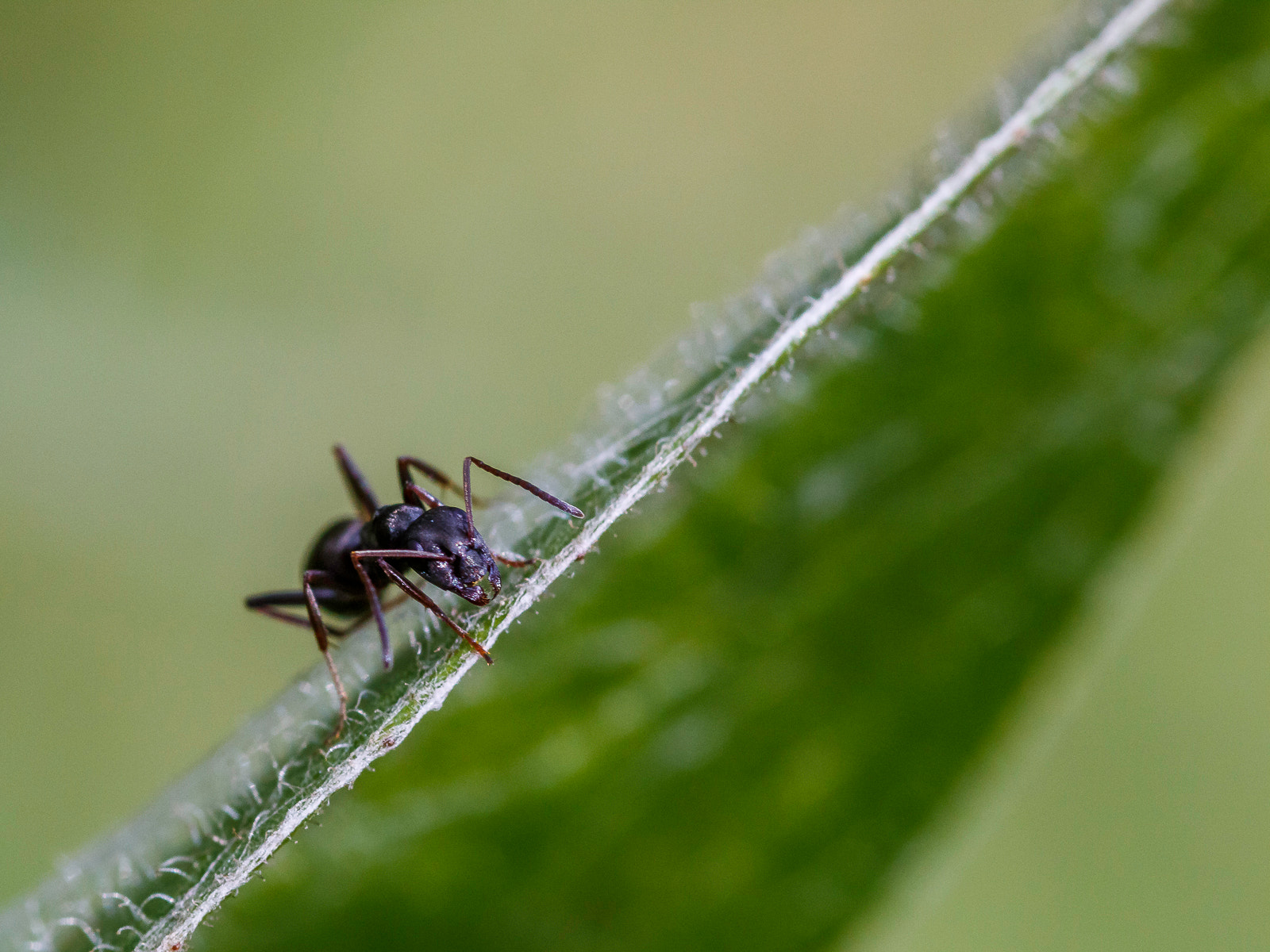 Sigma 105mm F2.8 EX DG Macro sample photo. Hello?! photography
