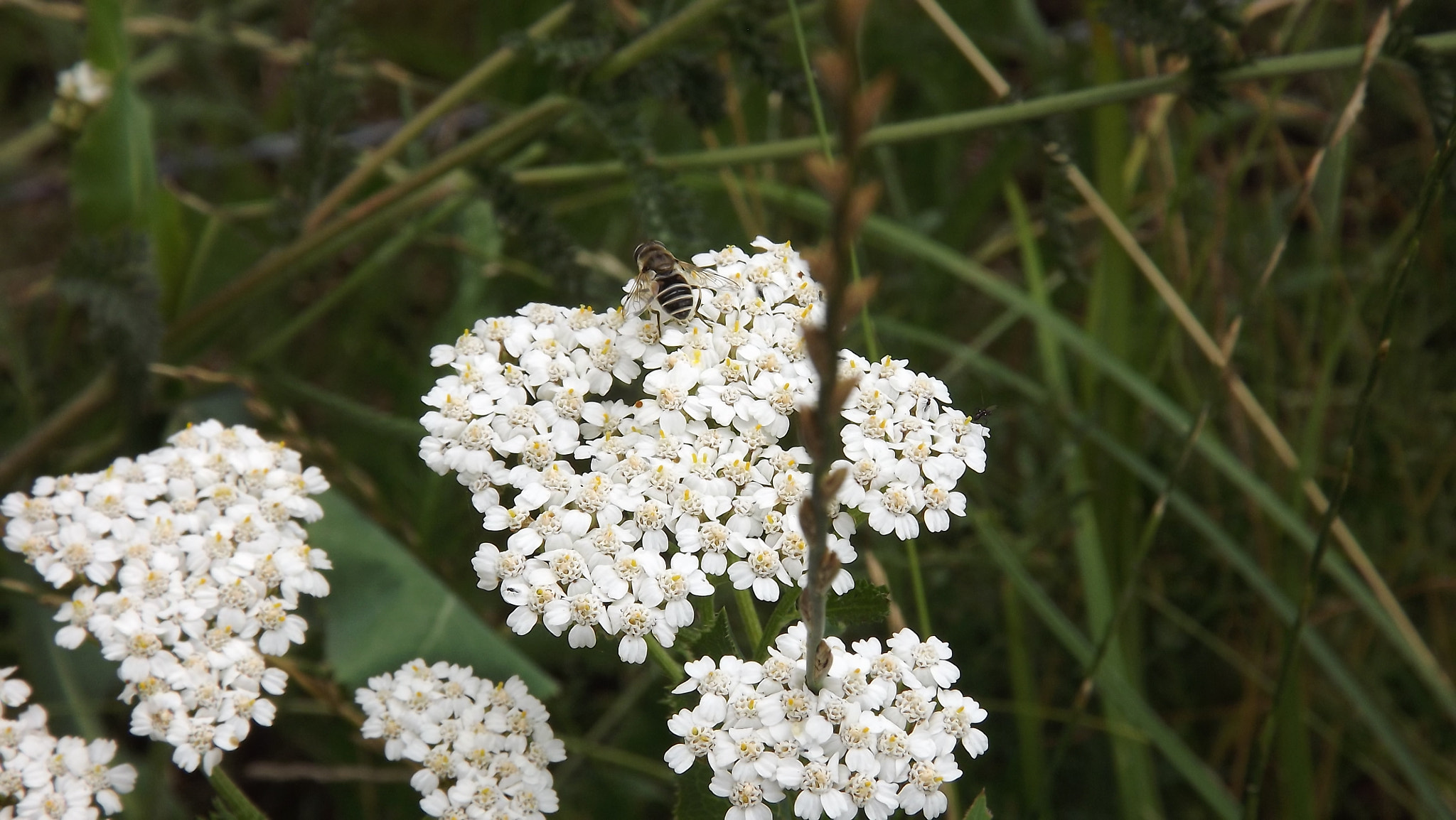 FujiFilm FinePix S3200 (FinePix S3250) sample photo. Herbes aux charpentiers photography