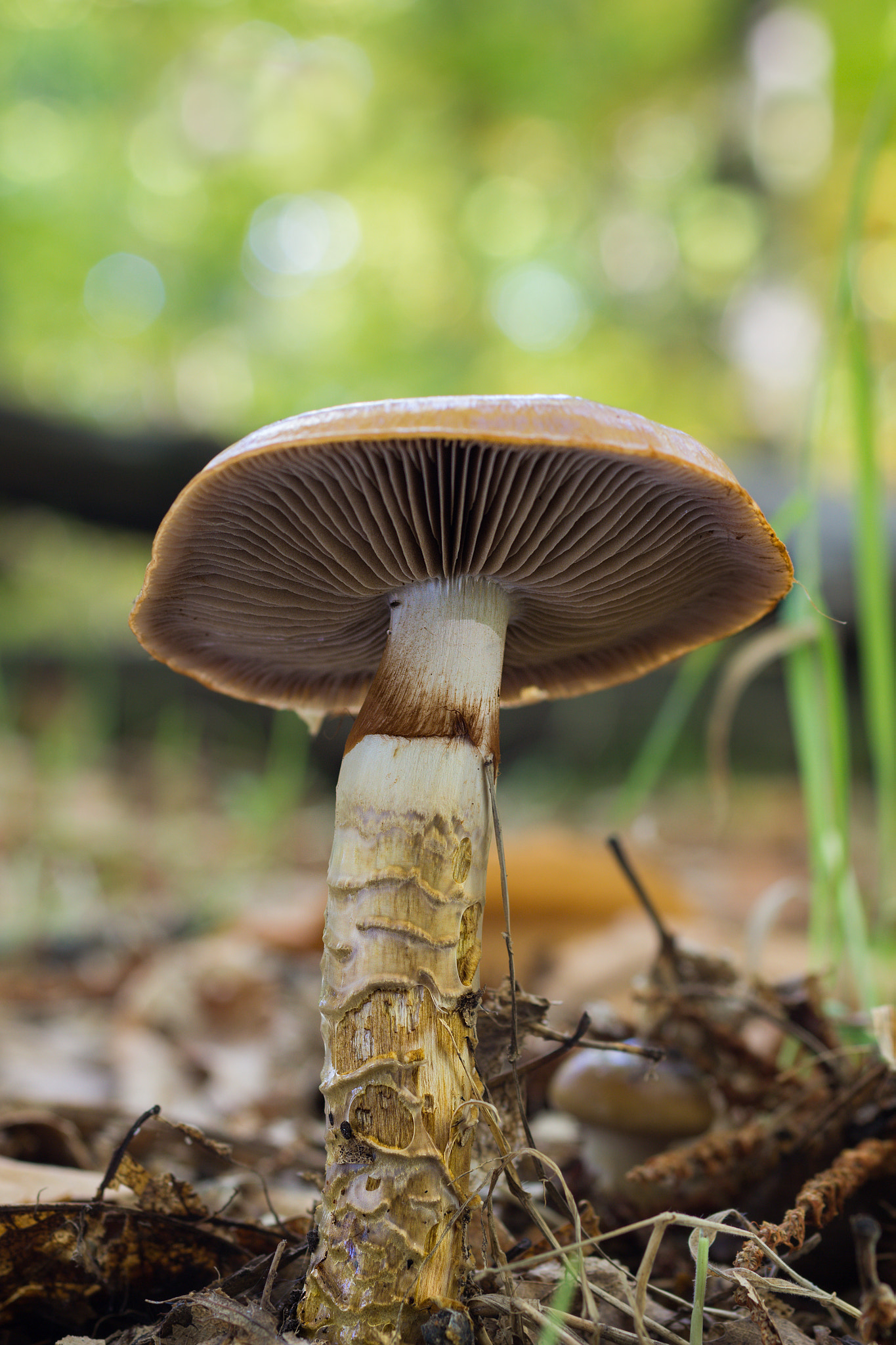 Sigma 50mm f/2.8 EX sample photo. Forest mushroom photography