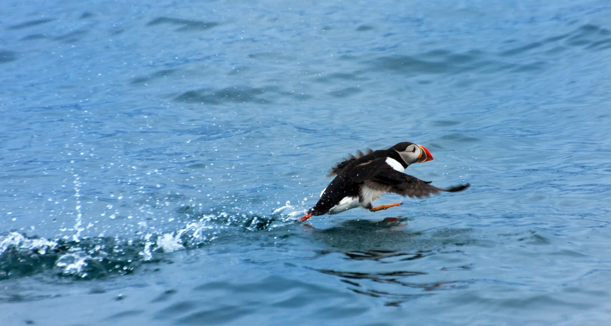 Sigma 70-300mm F4-5.6 APO DG Macro sample photo. Ein lundi  beim start aus dem wasser photography
