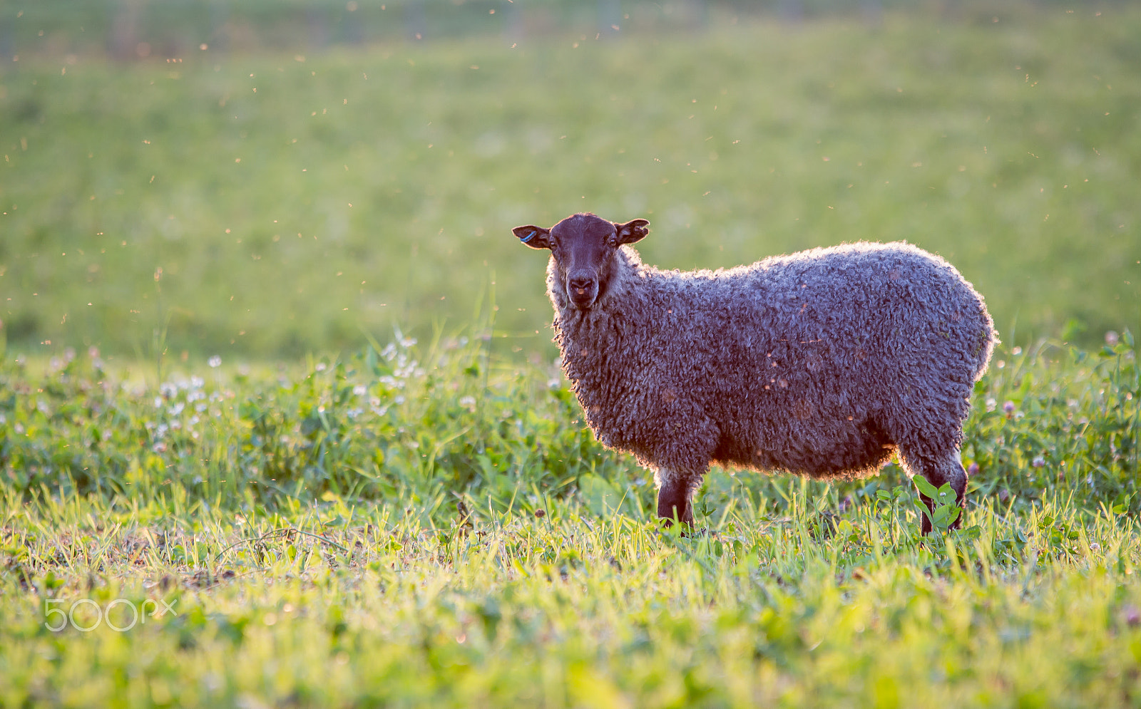 Canon EOS 700D (EOS Rebel T5i / EOS Kiss X7i) + Sigma 70-200mm F2.8 EX DG OS HSM sample photo. Lamb on field photography
