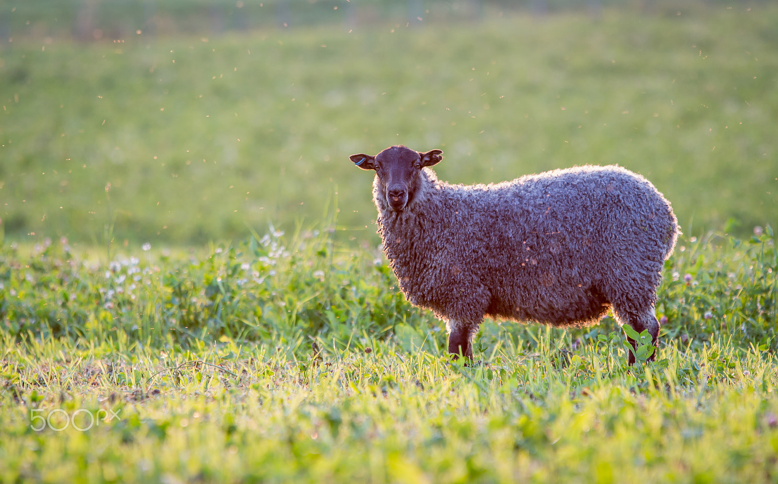 Sigma 70-200mm F2.8 EX DG OS HSM sample photo. Lamb on field photography