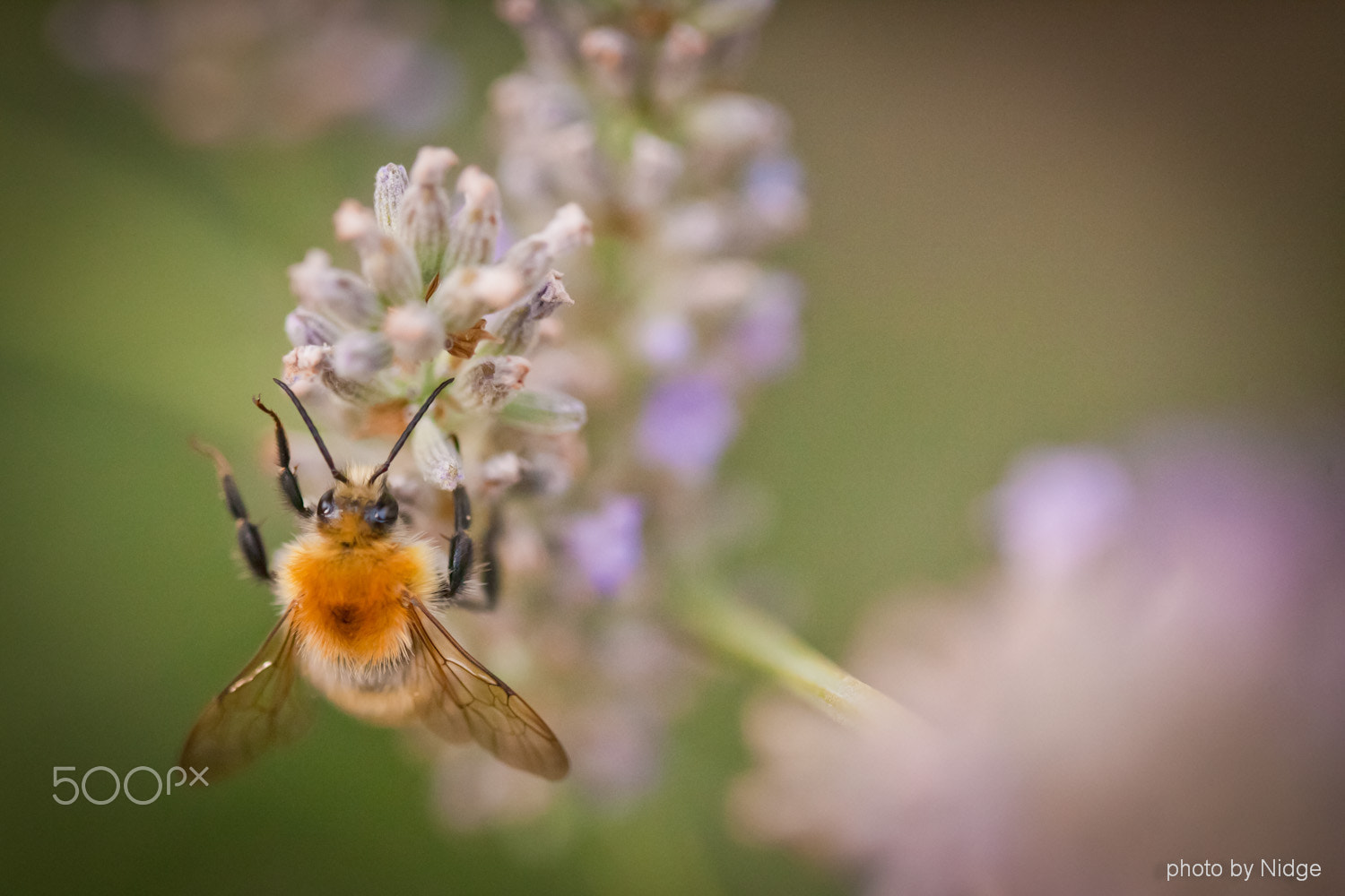 Canon EOS-1Ds Mark II sample photo. Young bumblebee photography