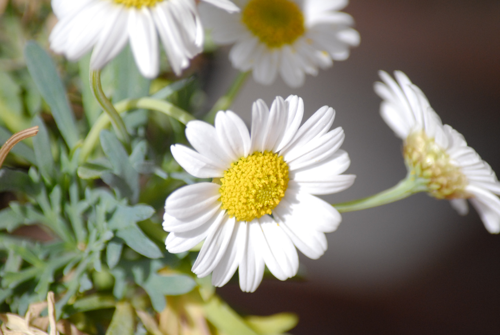Nikon D200 sample photo. The light fantastic photography
