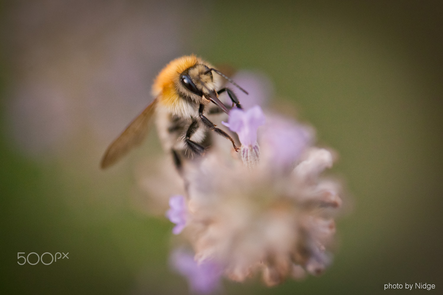 Canon EOS-1Ds Mark II sample photo. Young bumblebee photography